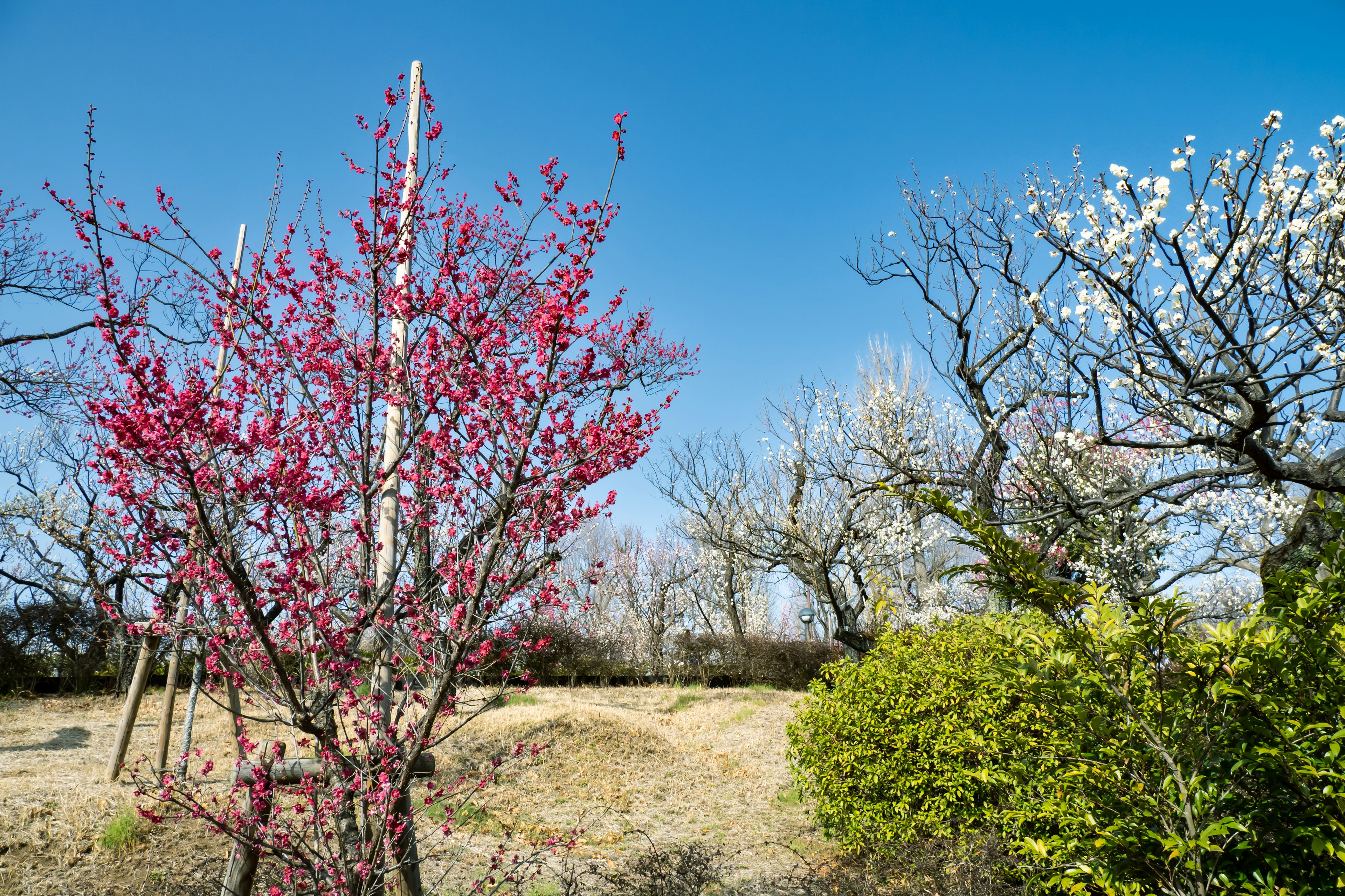 Paysage avec des arbres en fleurs roses et blancs sous un ciel bleu