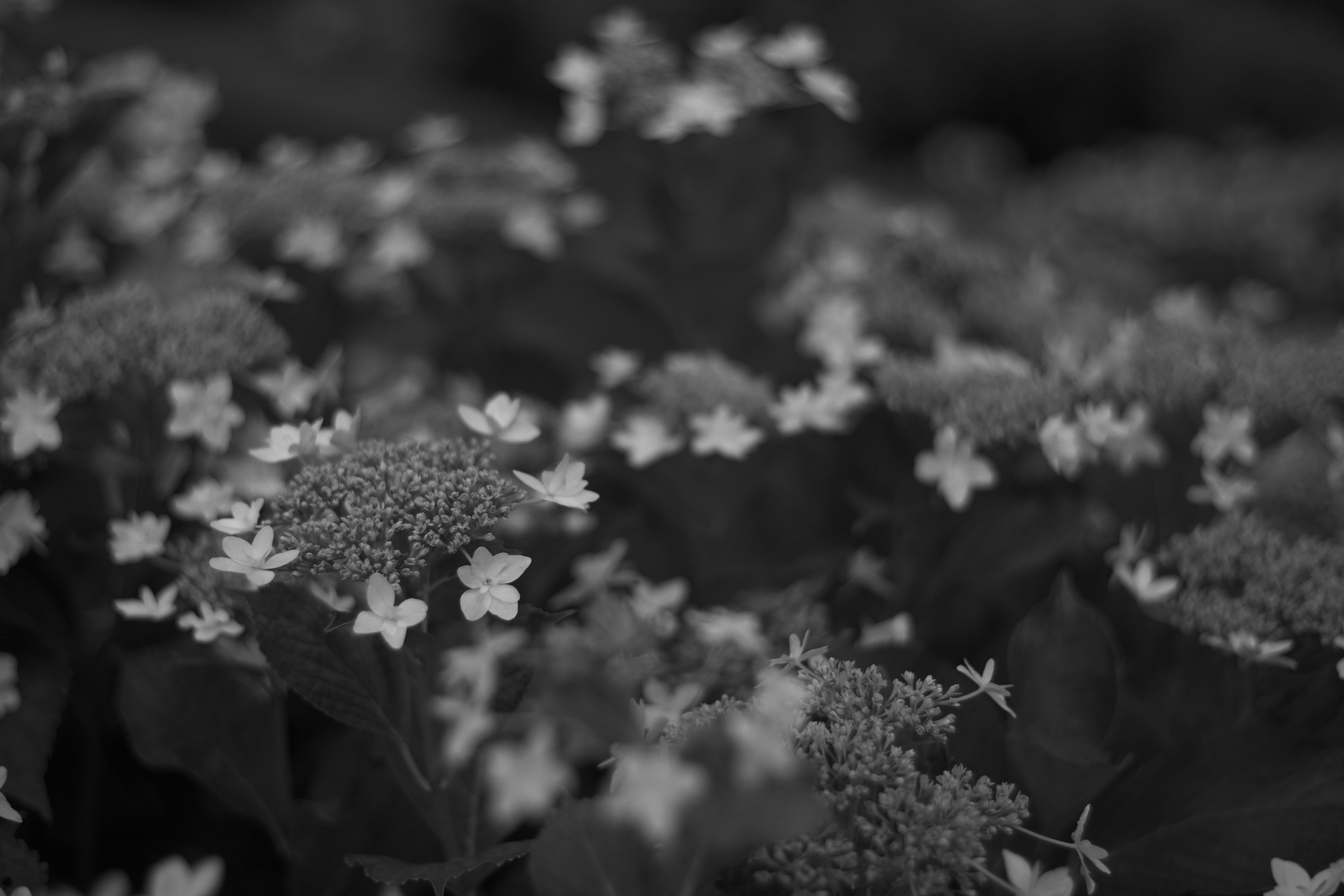 Schwarzweißbild mit einem Teppich aus Blumen und hervorstehenden kleinen weißen Blüten