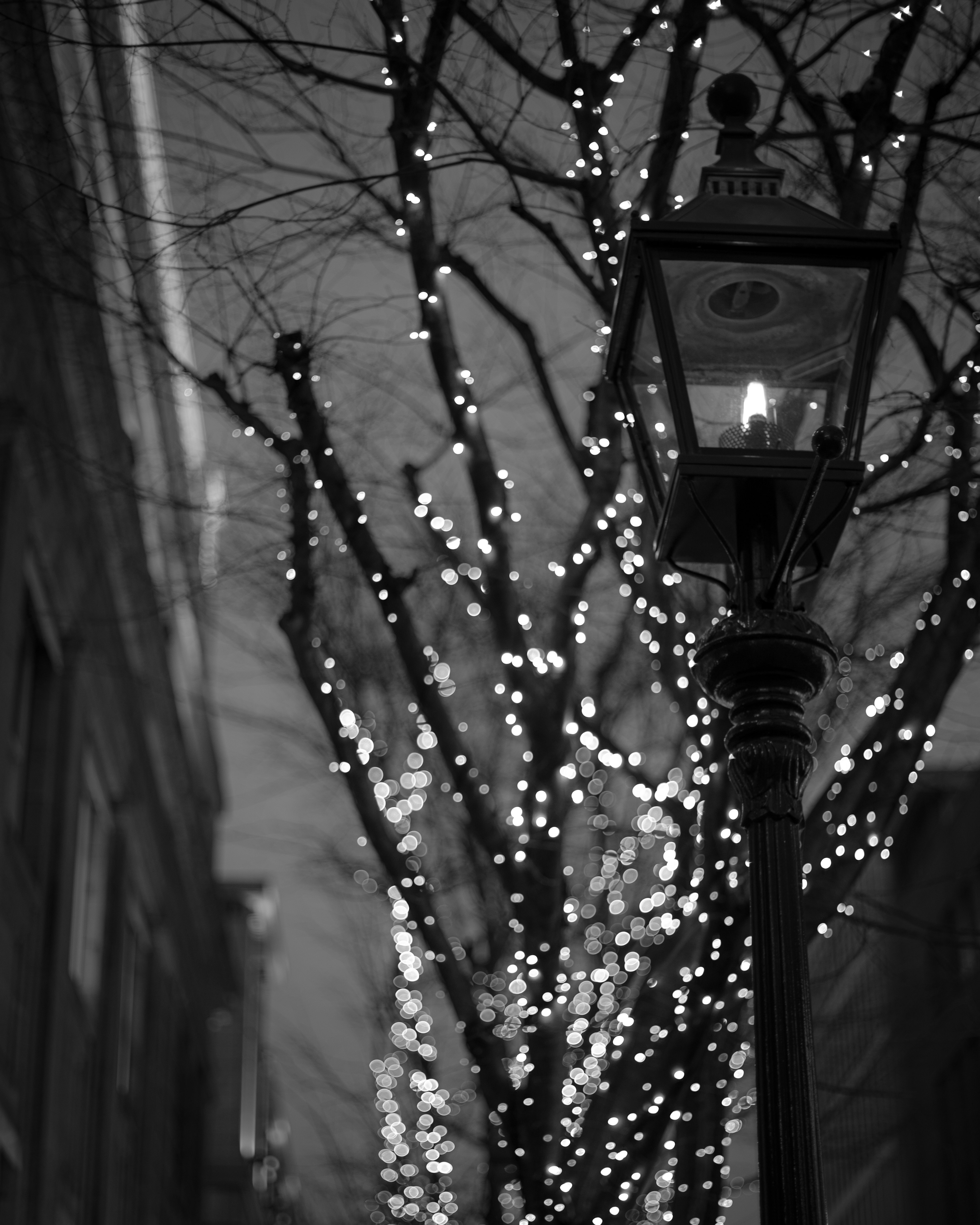 Scène en noir et blanc avec un lampadaire et des branches d'arbre illuminées