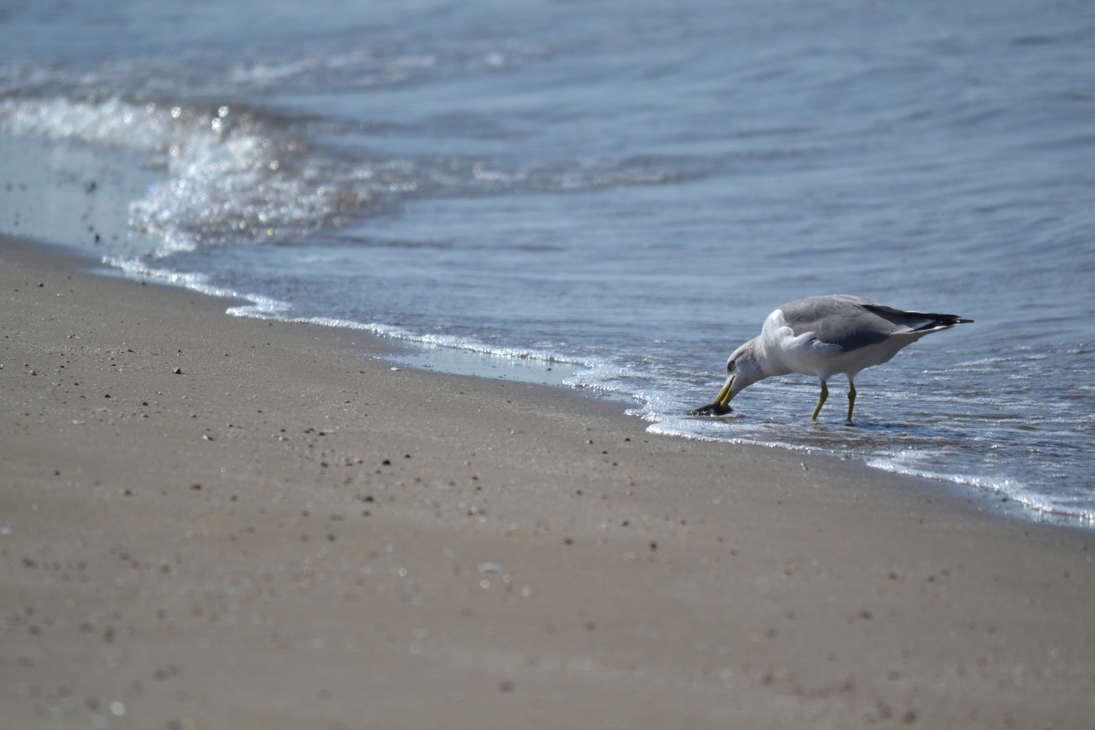 Gaviota buscando comida en la playa