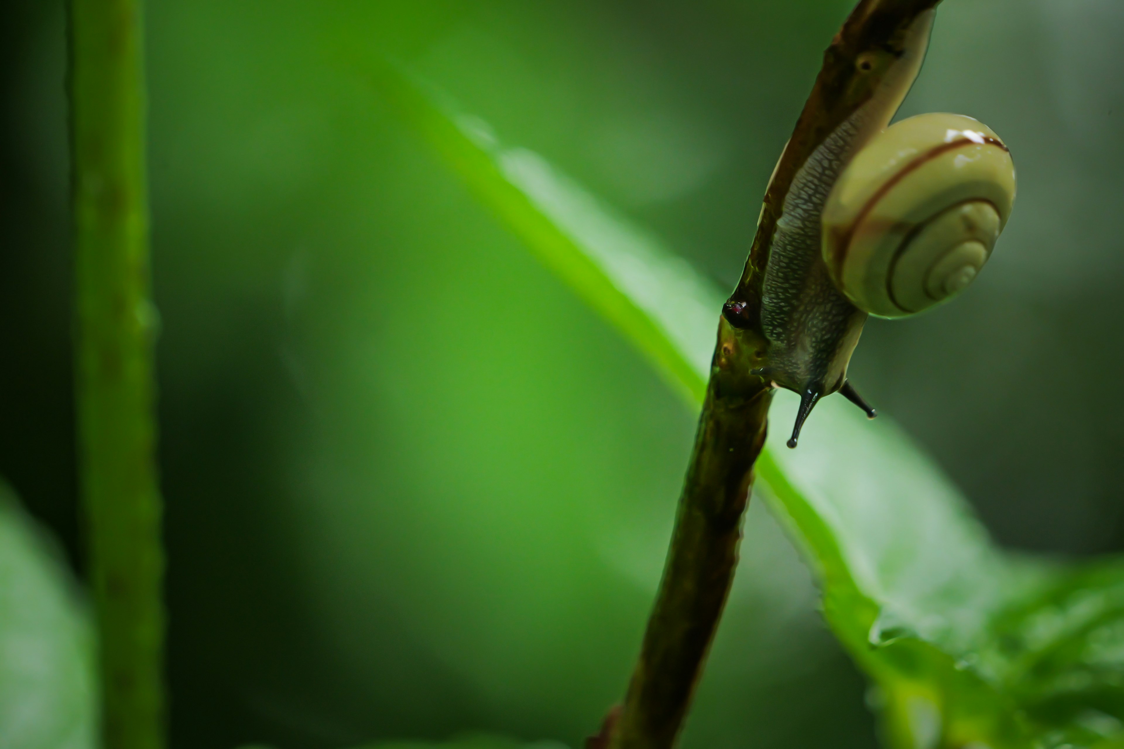 A snail resting on a branch with a green blurred background