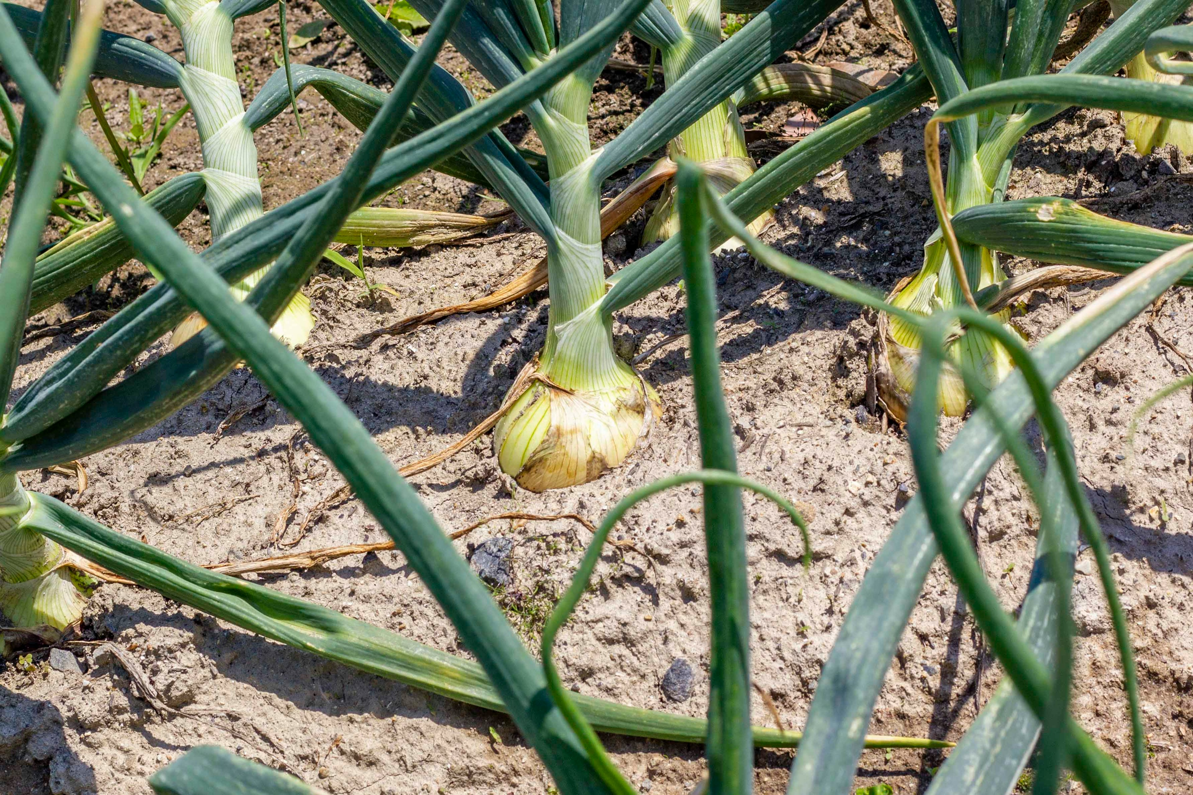 Oignons frais avec des feuilles vertes poussant dans le sol