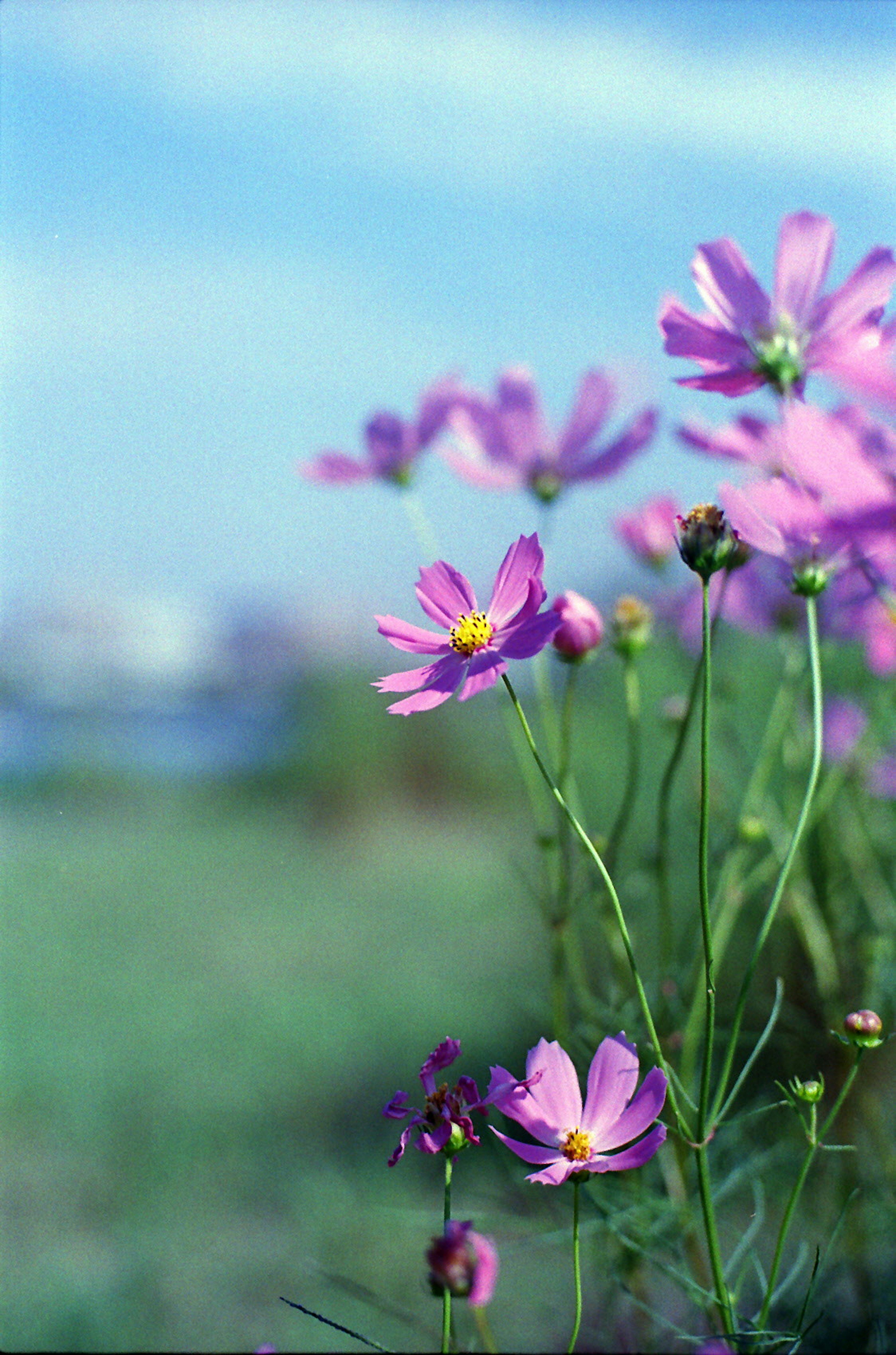 Lila Blumen blühen unter einem blauen Himmel mit grünem Gras