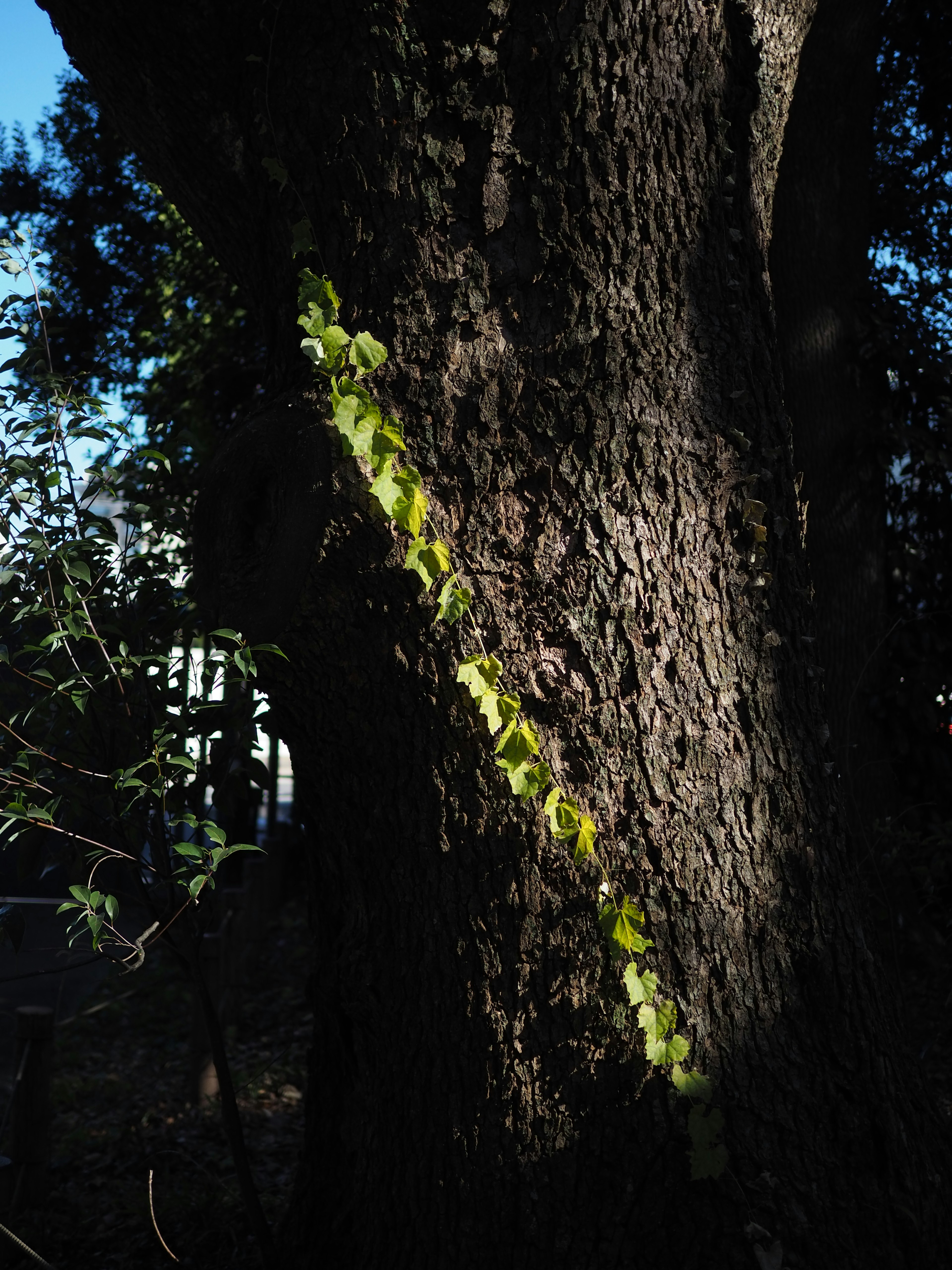 A green vine climbing up a tree trunk with sunlight highlighting its path