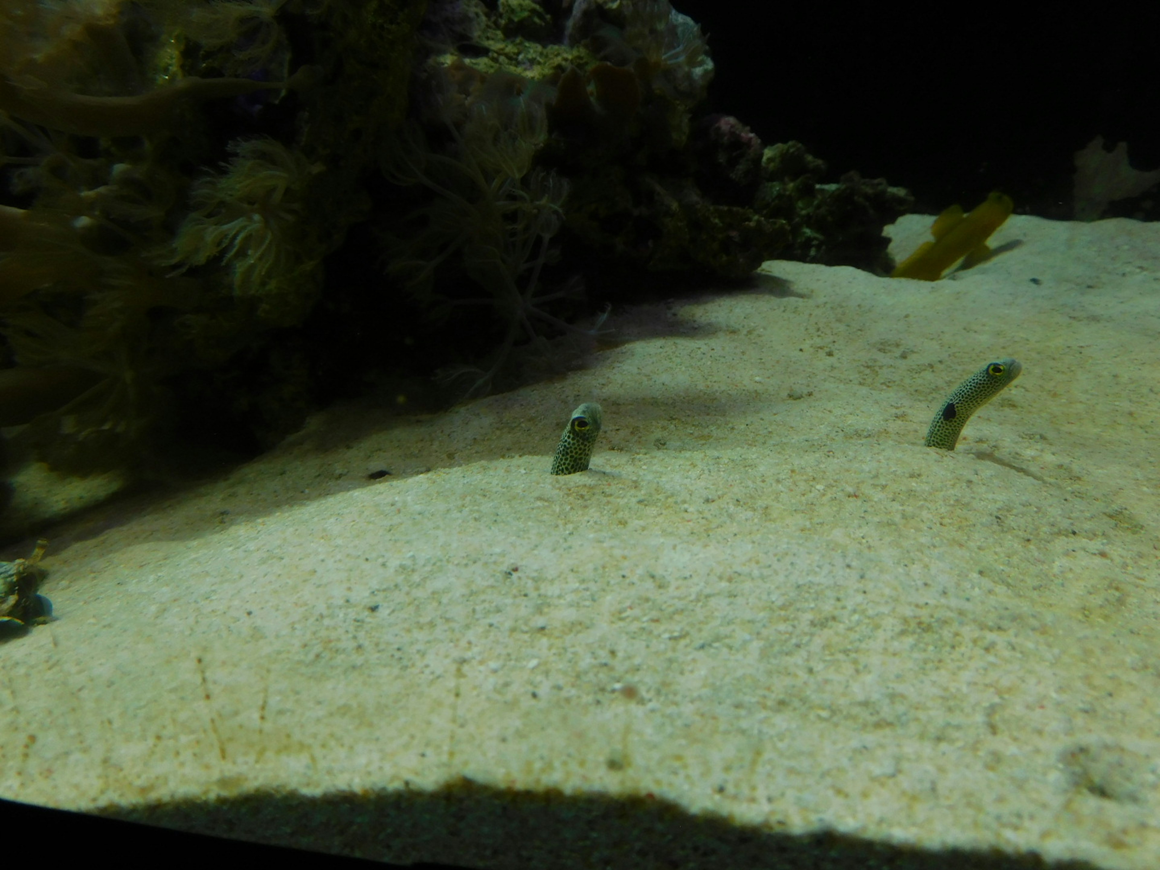 Dua belut muncul dari pasir dengan latar belakang laut