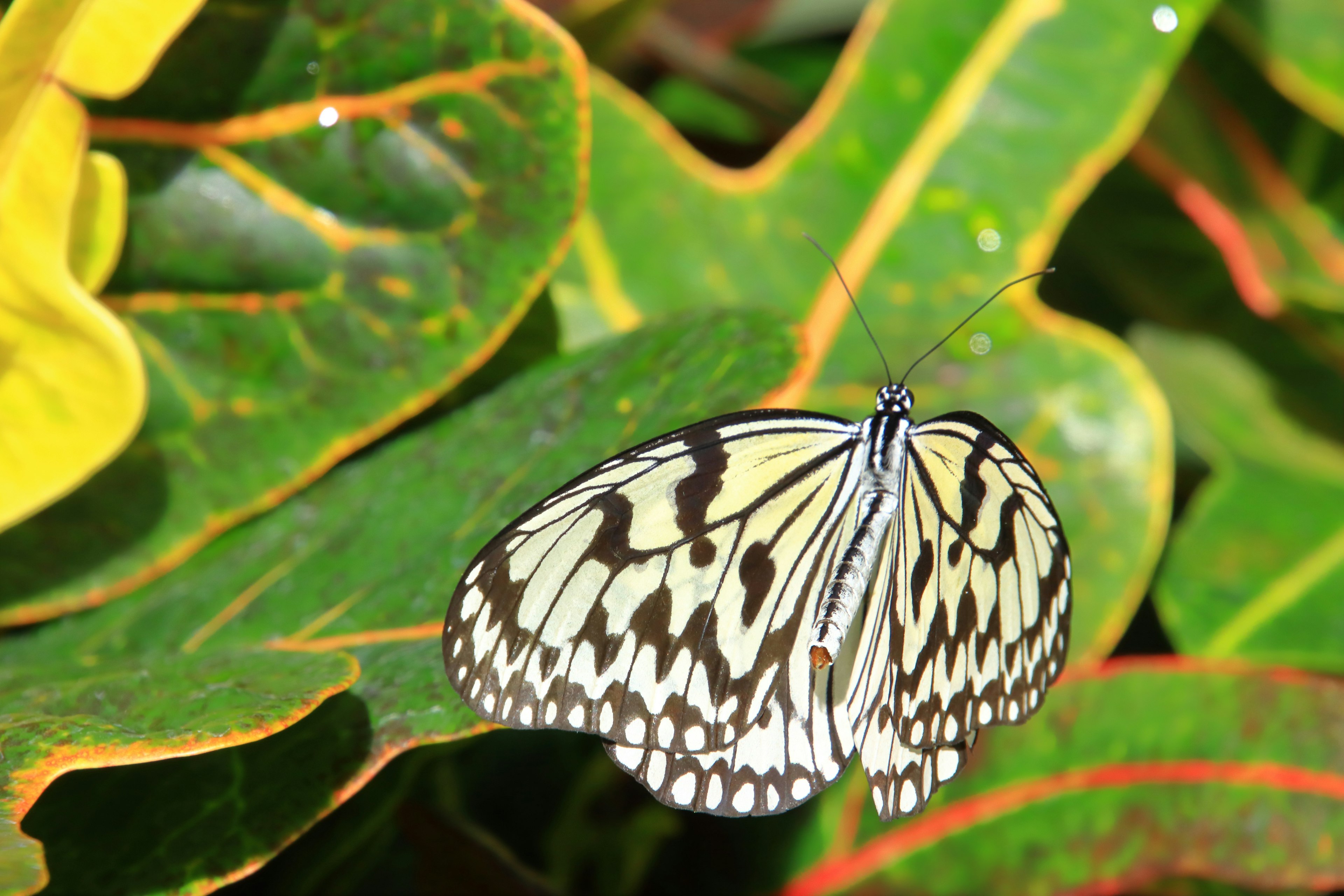 Una mariposa con patrones negros y blancos flotando sobre hojas verdes