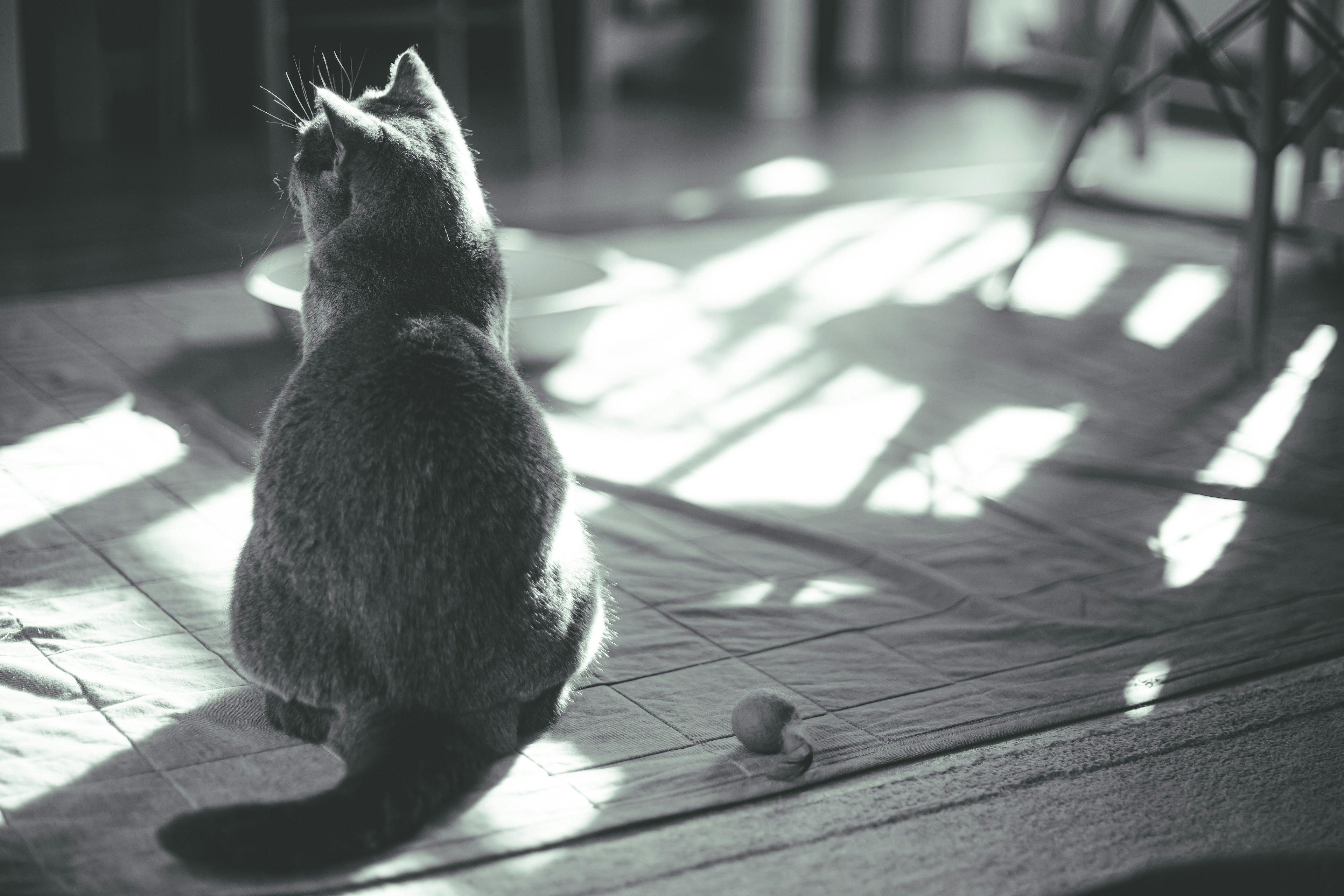 Eine graue Katze sitzt mit dem Rücken zu einem monochromen Hintergrund