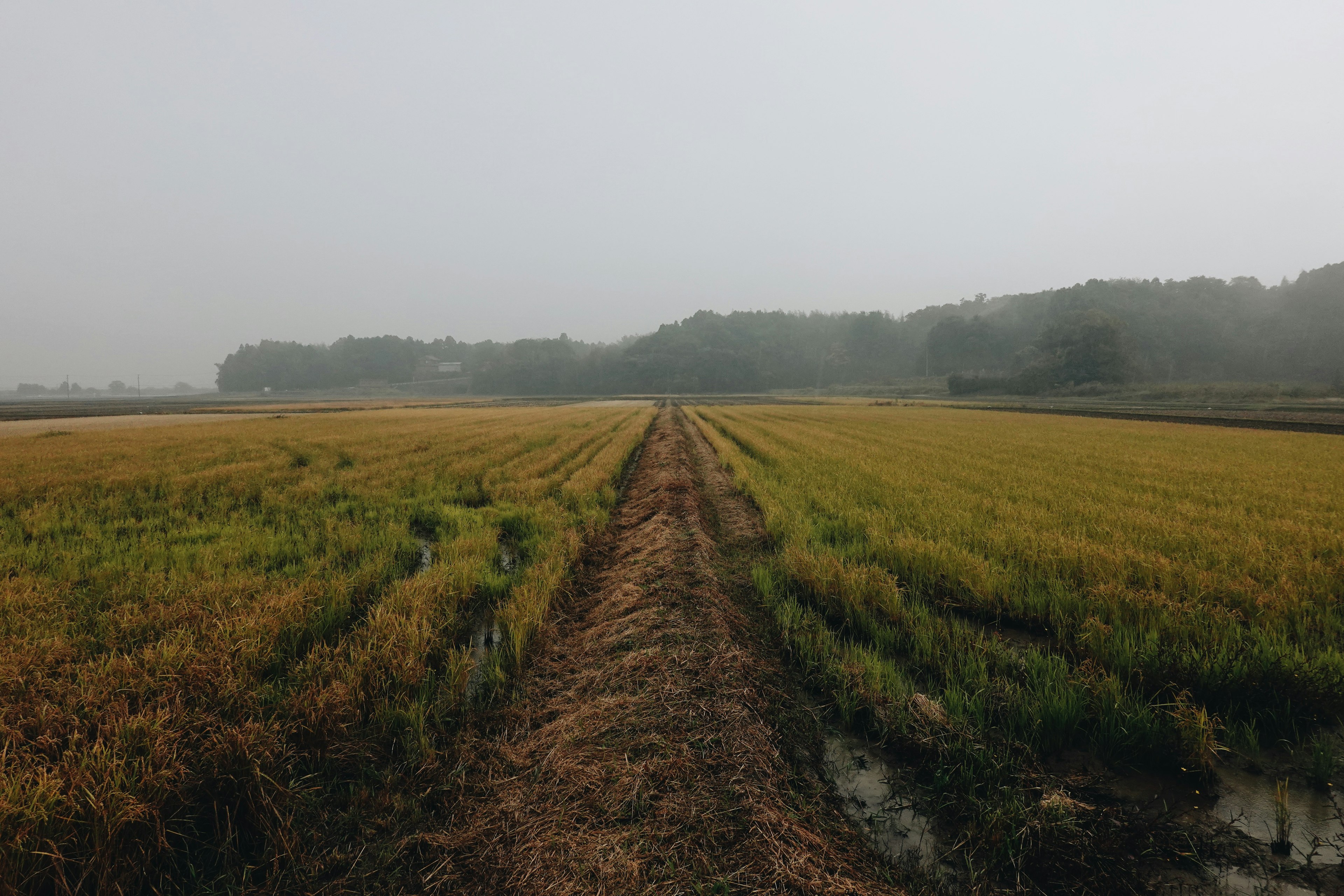 Pemandangan sawah berkabut dengan padi emas yang membentang di lapangan dan jalan yang melintasi