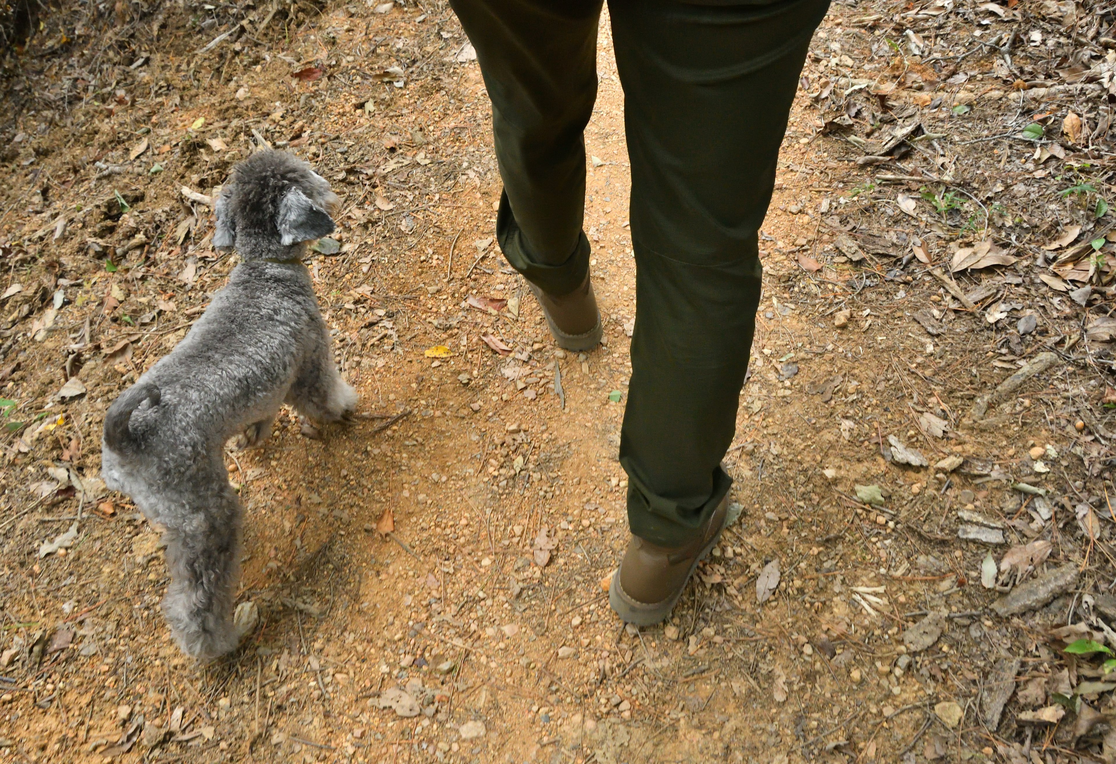 Orang berjalan dengan anjing abu-abu di jalan tanah