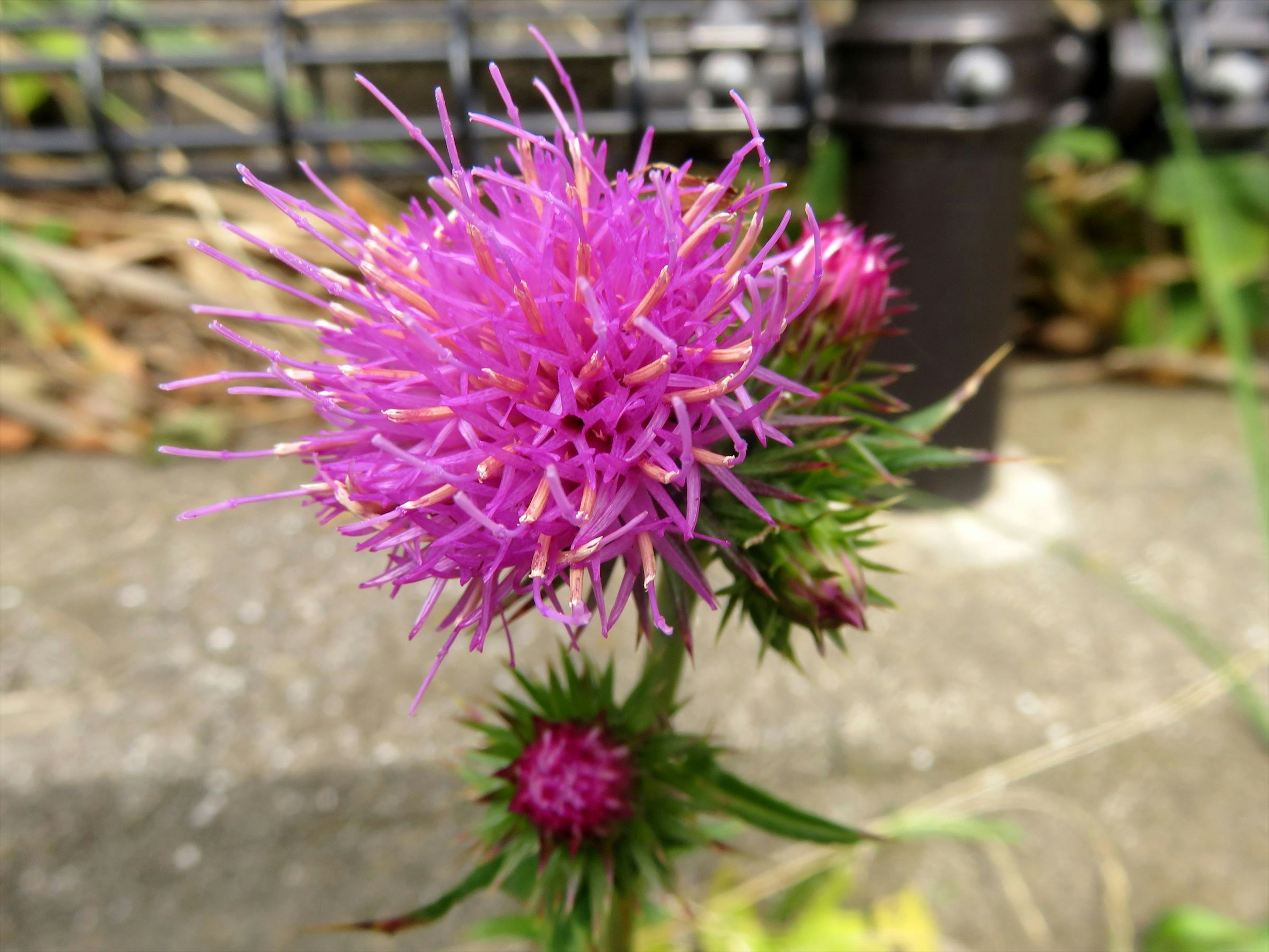 Vibrant purple flower with green leaves and spiky appearance