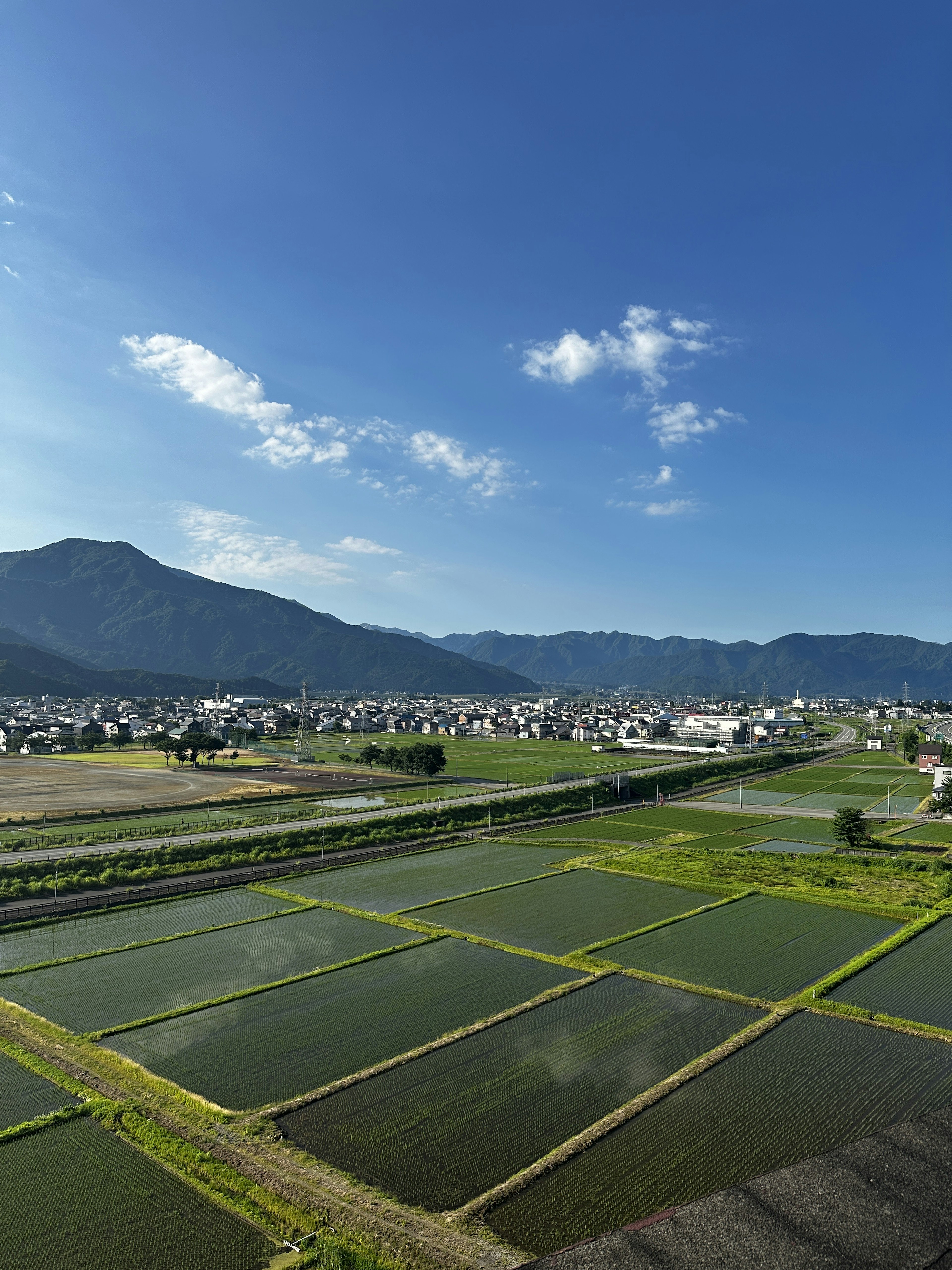 Lush green rice fields under a blue sky with mountains in the background