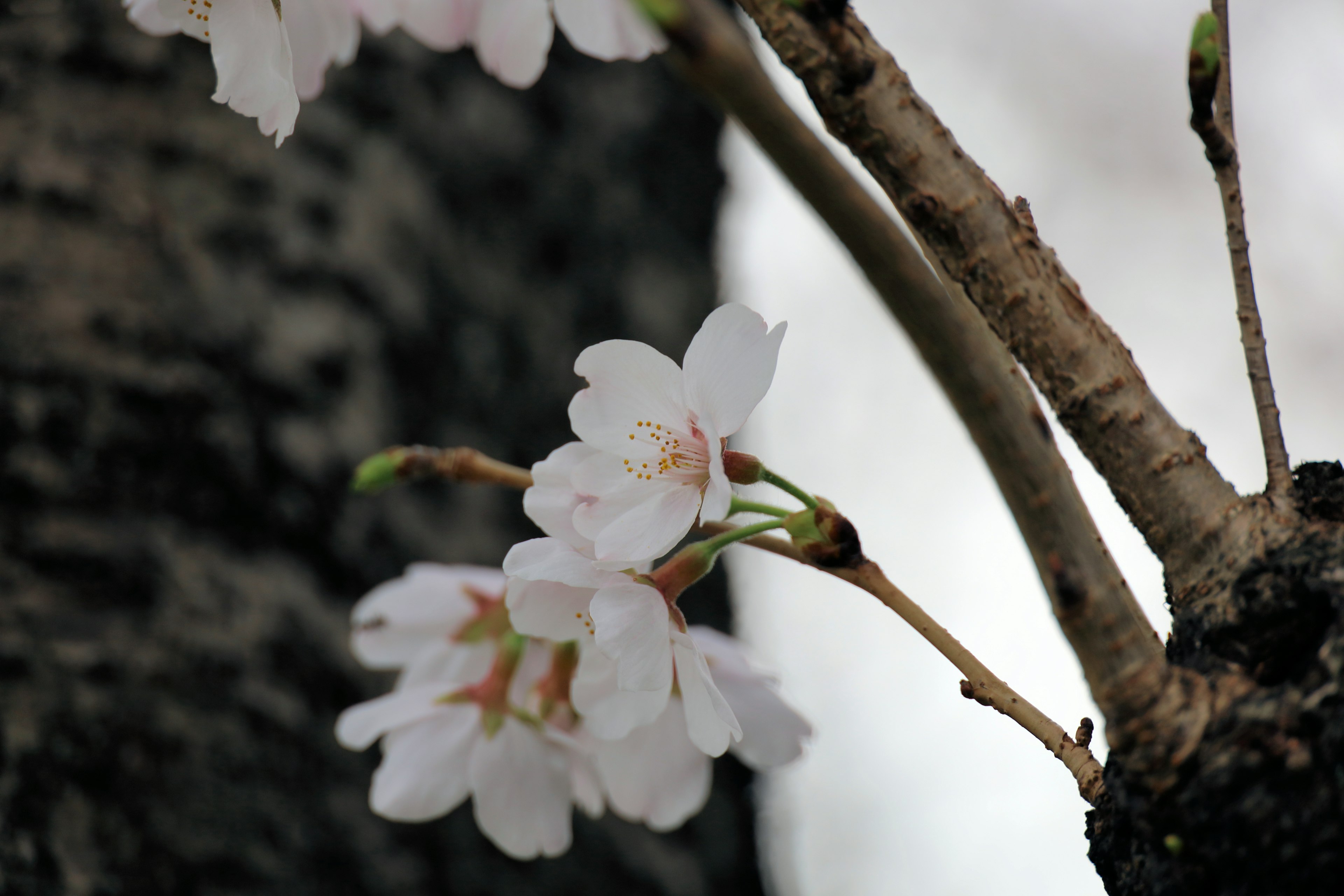 Nahaufnahme von weißen Kirschblüten an einem Baumzweig