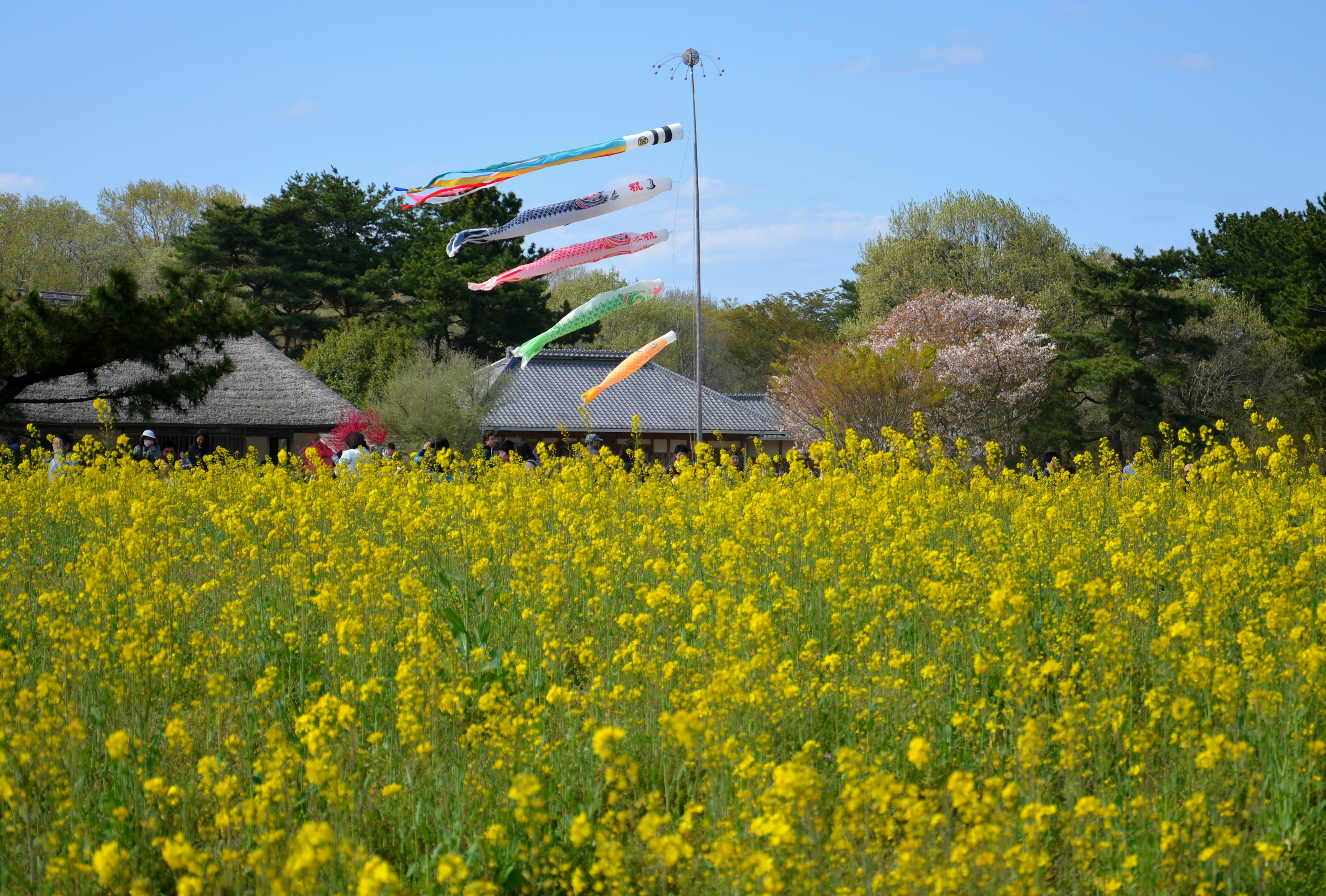 Ein Feld mit gelben Blumen und bunten Koi-Flaggen, die im Wind wehen