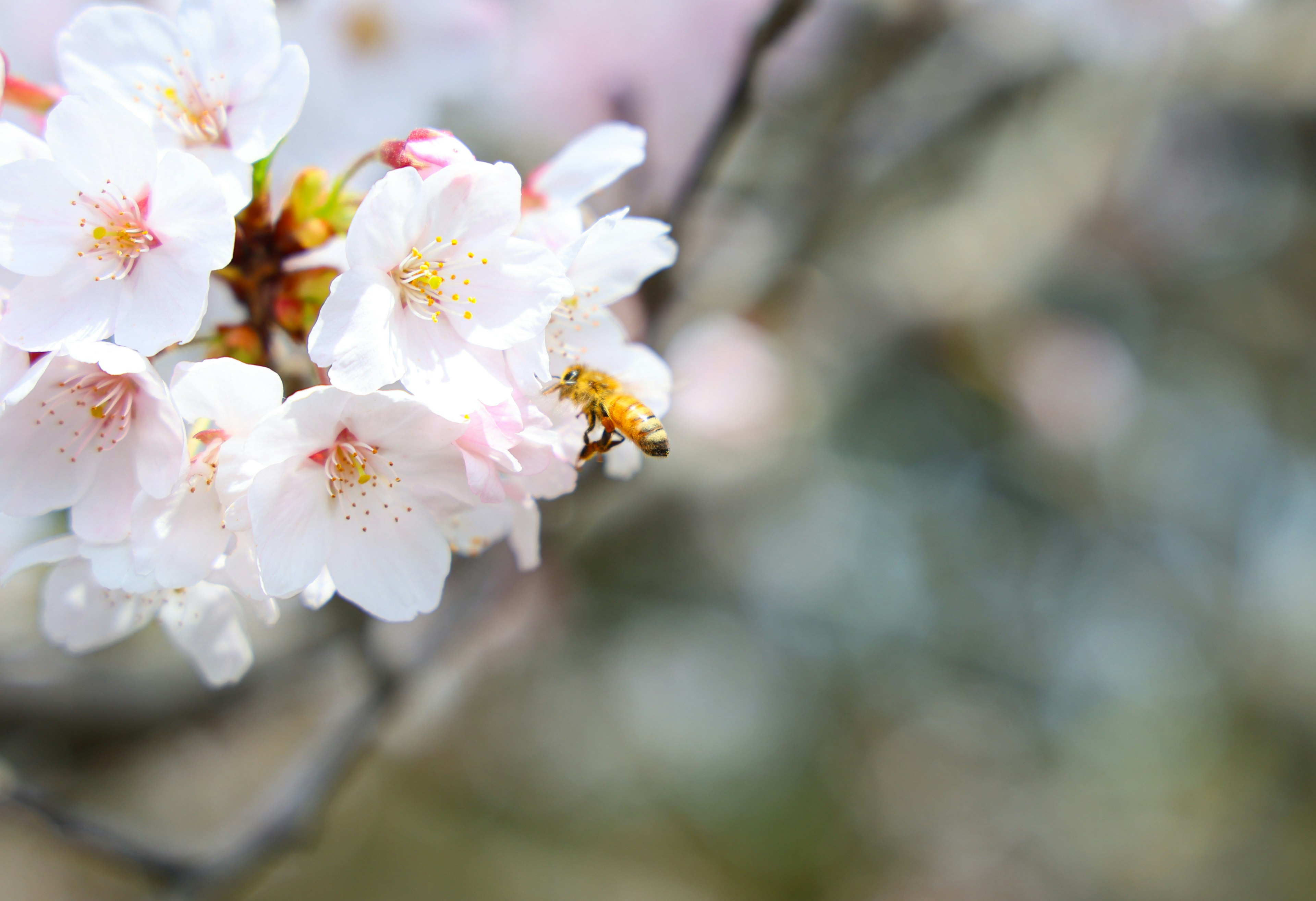 Kirschblüten mit einer Biene, die Nektar im Frühling sammelt