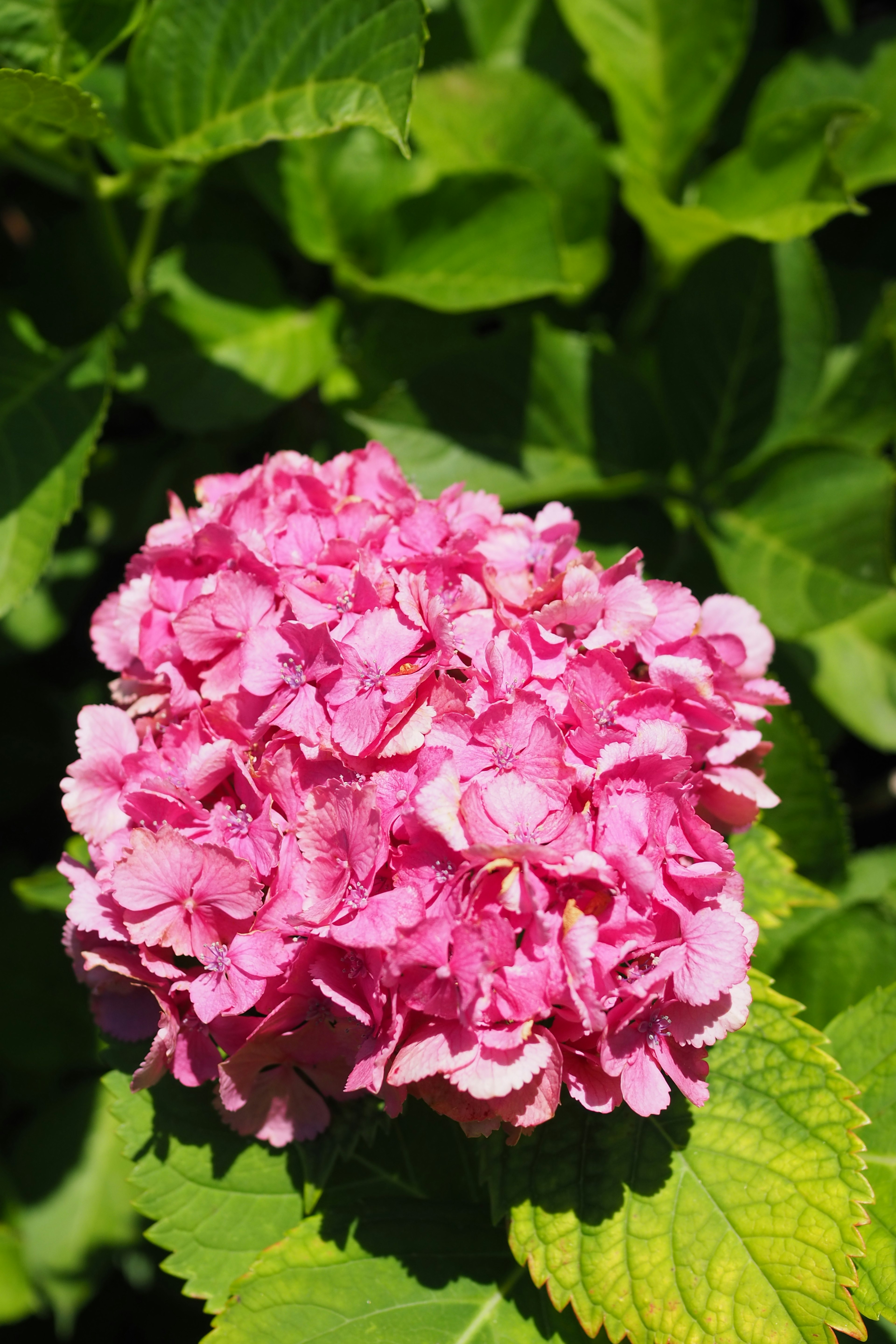 Vibrant pink hydrangea flower with green leaves