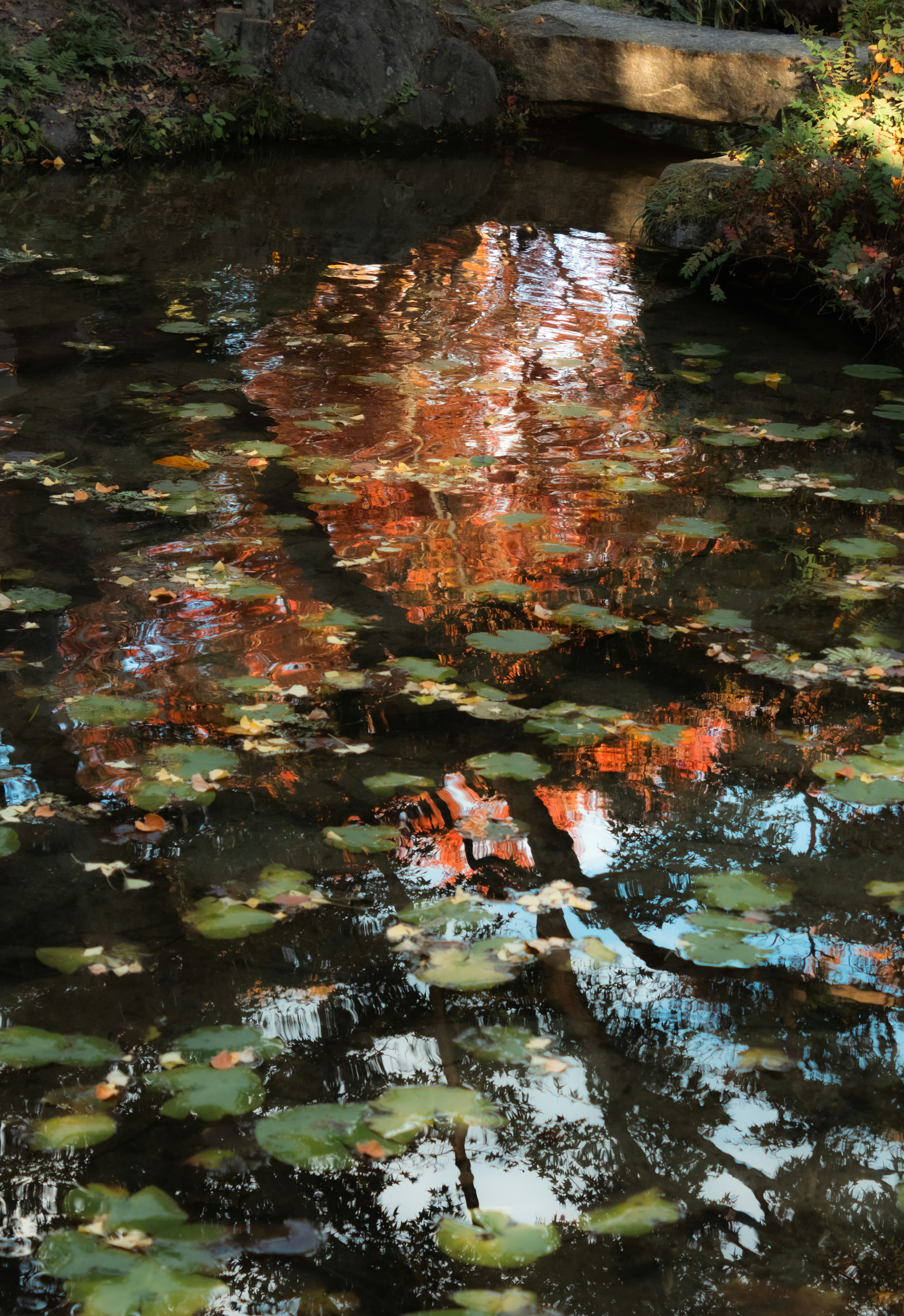 Hermoso paisaje de hojas de otoño y plantas acuáticas verdes reflejadas en un estanque