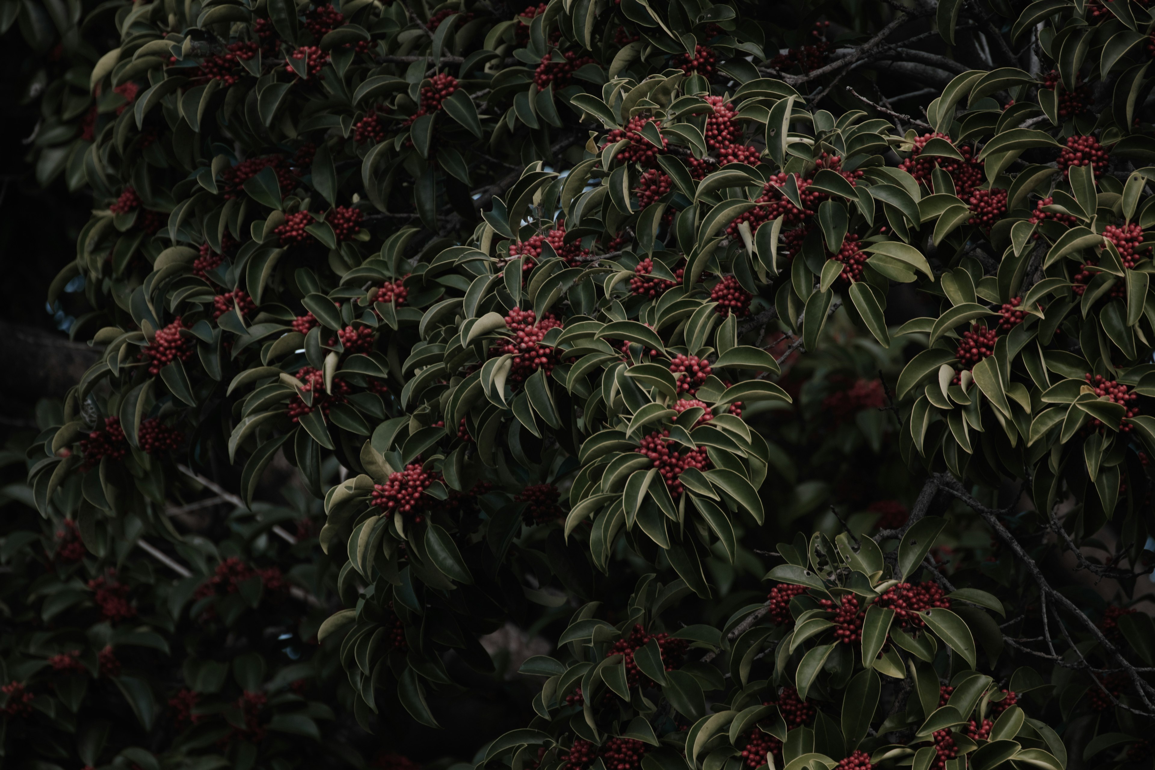 深色背景上的綠色葉子和紅色花朵