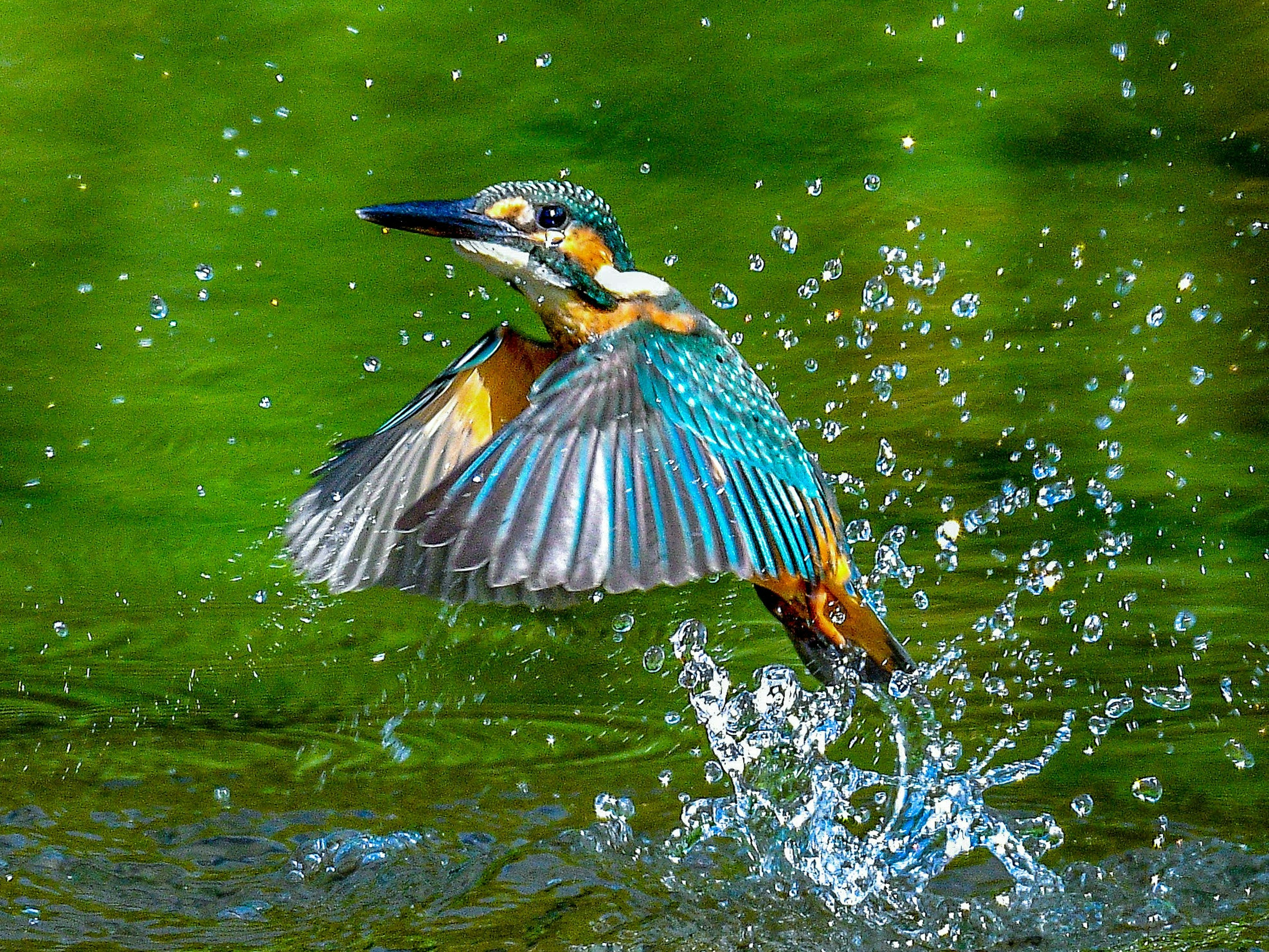 Ein lebhafter Eisvogel, der aus dem Wasser springt mit Spritzern