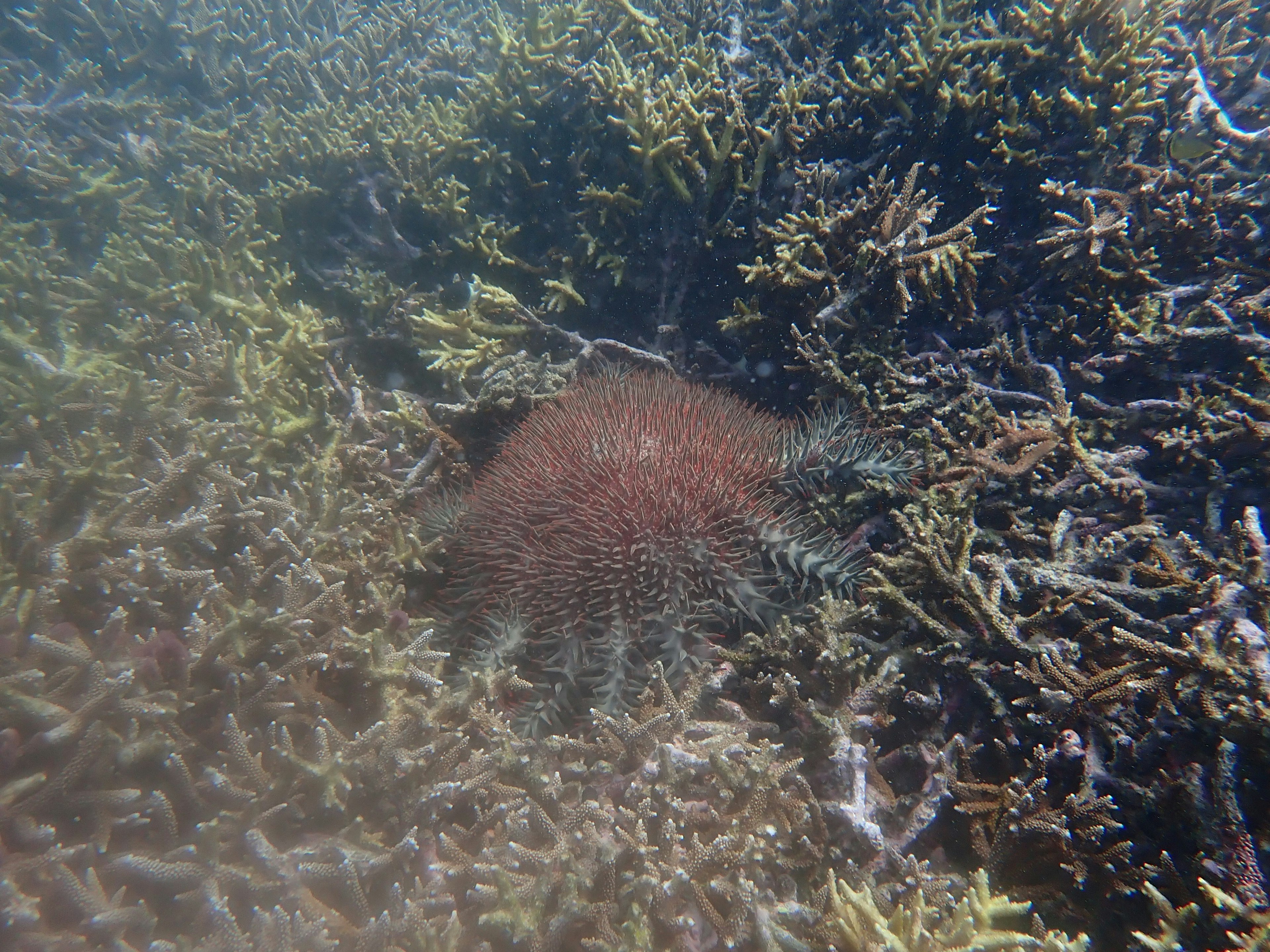 Bintang laut merah yang tersembunyi di antara terumbu karang dan ganggang di dasar laut