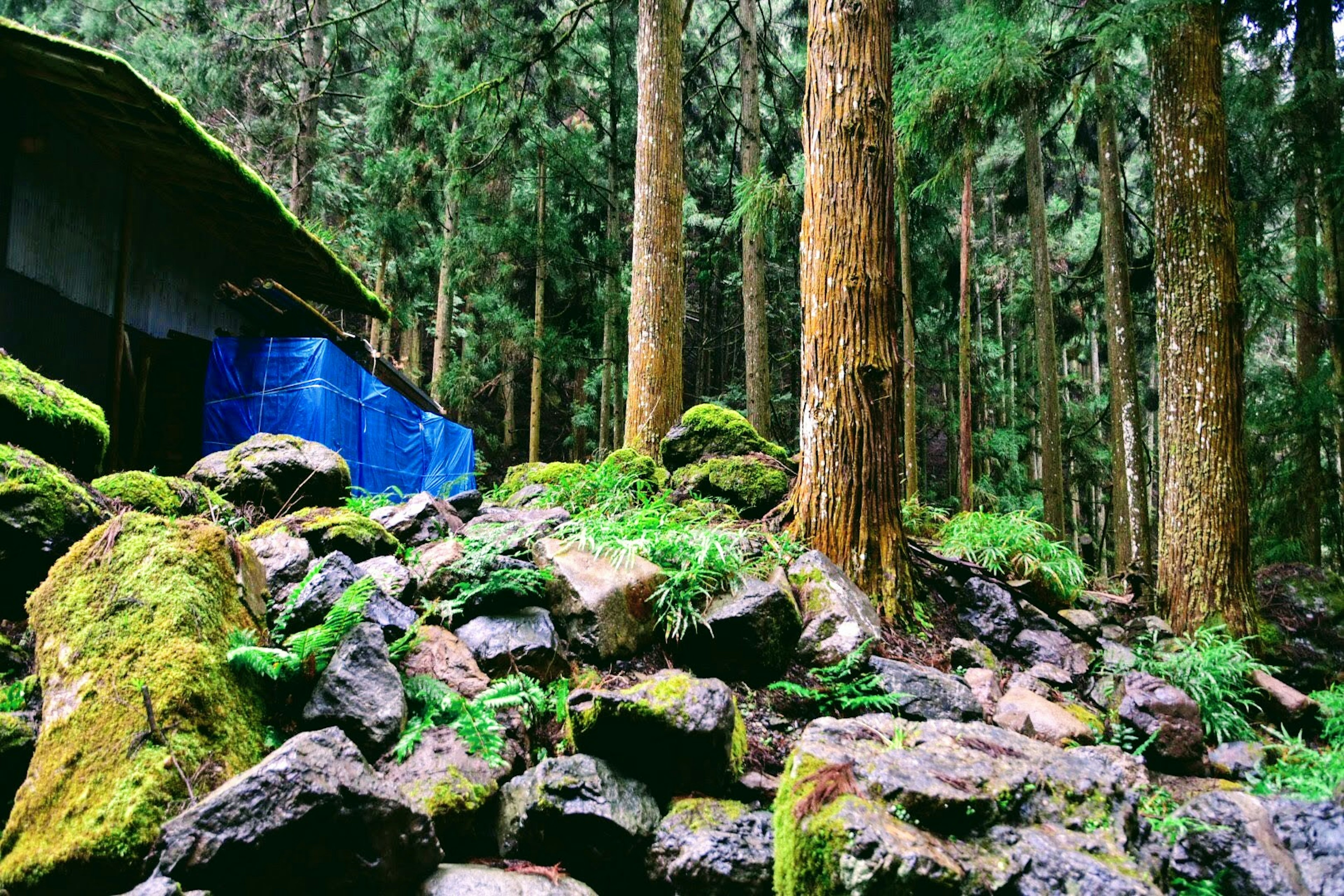 緑豊かな森と苔むした岩の風景に青いシートの小屋