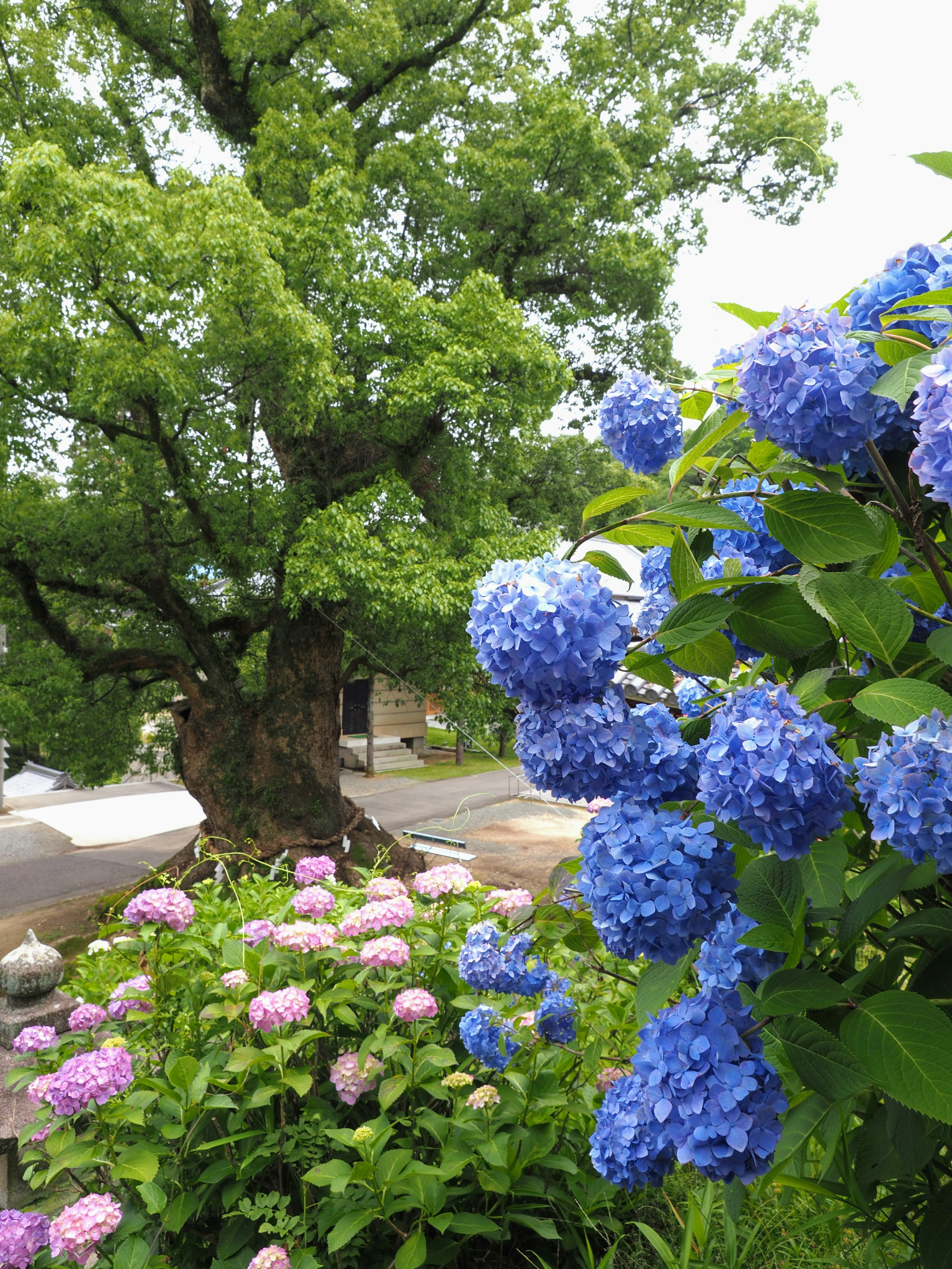 ภูมิทัศน์ของดอกไฮเดรนเยียสีน้ำเงินและต้นไม้สีเขียว