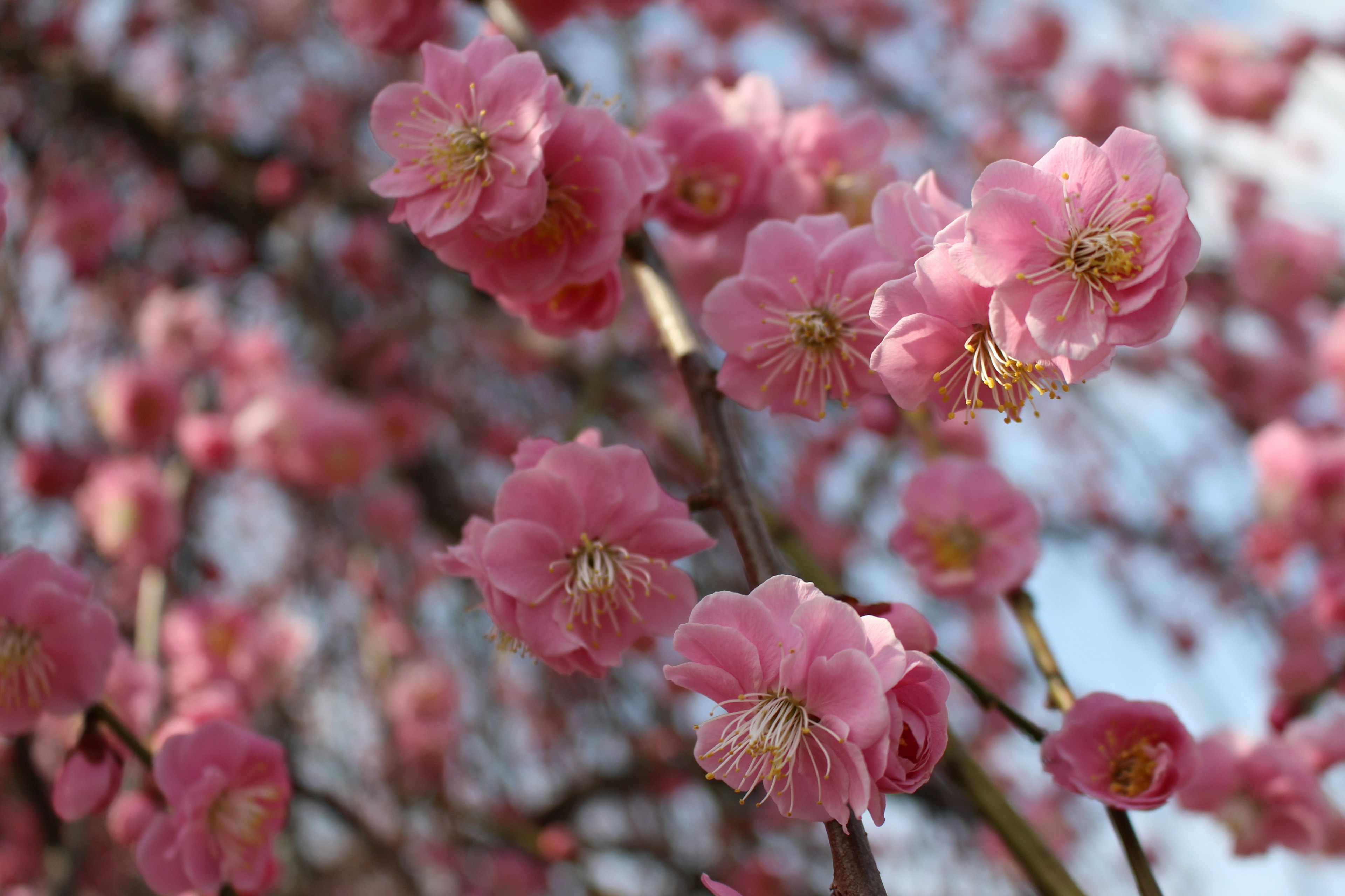 Zweige eines Baumes, die mit blühenden rosa Blumen bedeckt sind