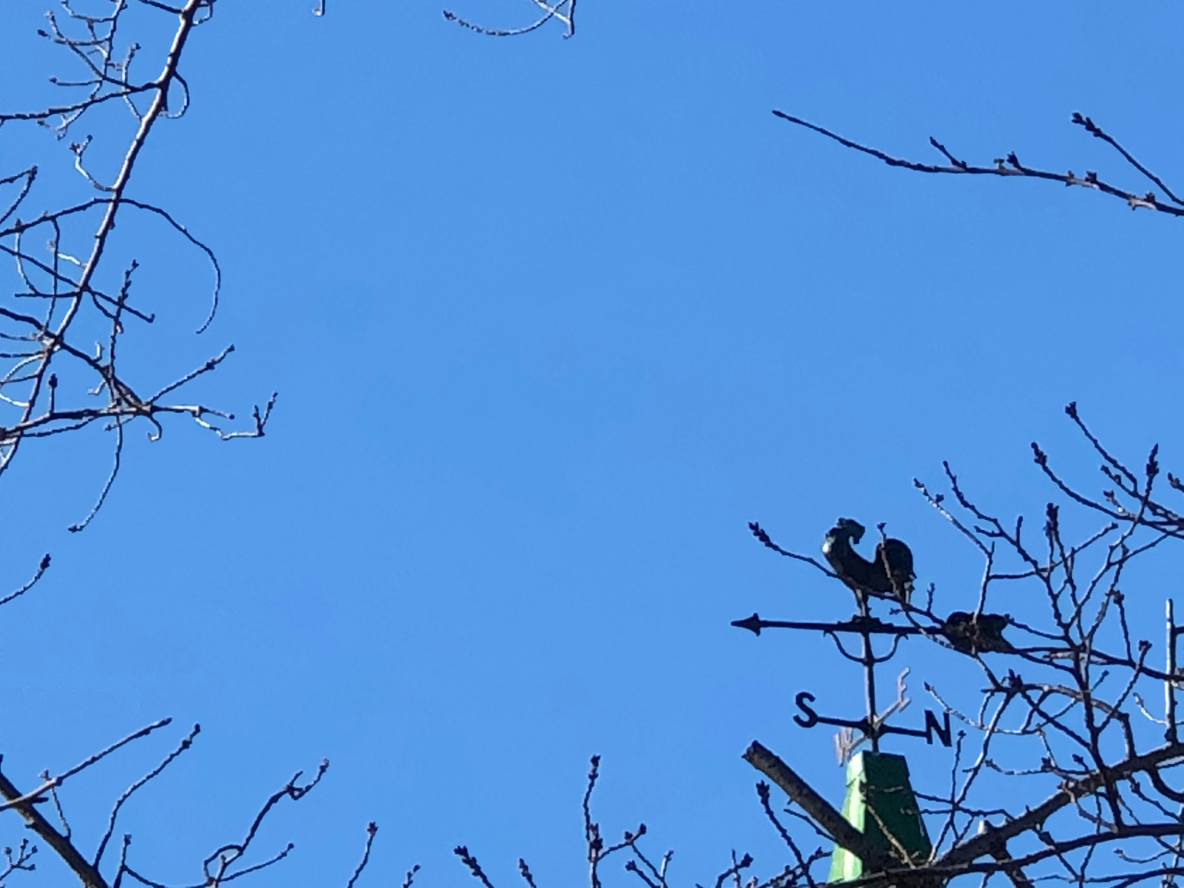 Two birds perched on tree branches against a clear blue sky with a weather vane