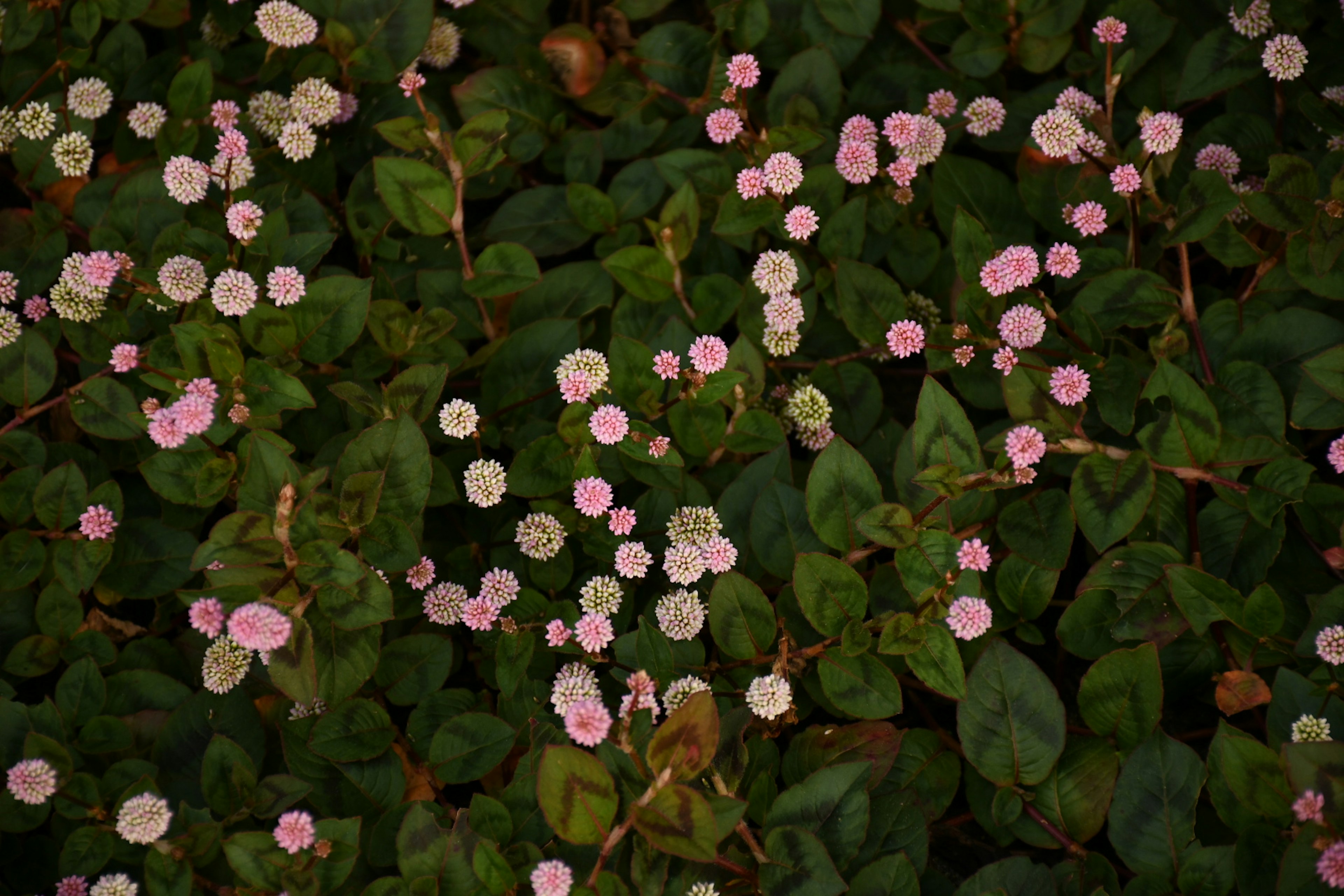 Kleine rosa und weiße Blumen, die sich zwischen grünen Blättern verteilen