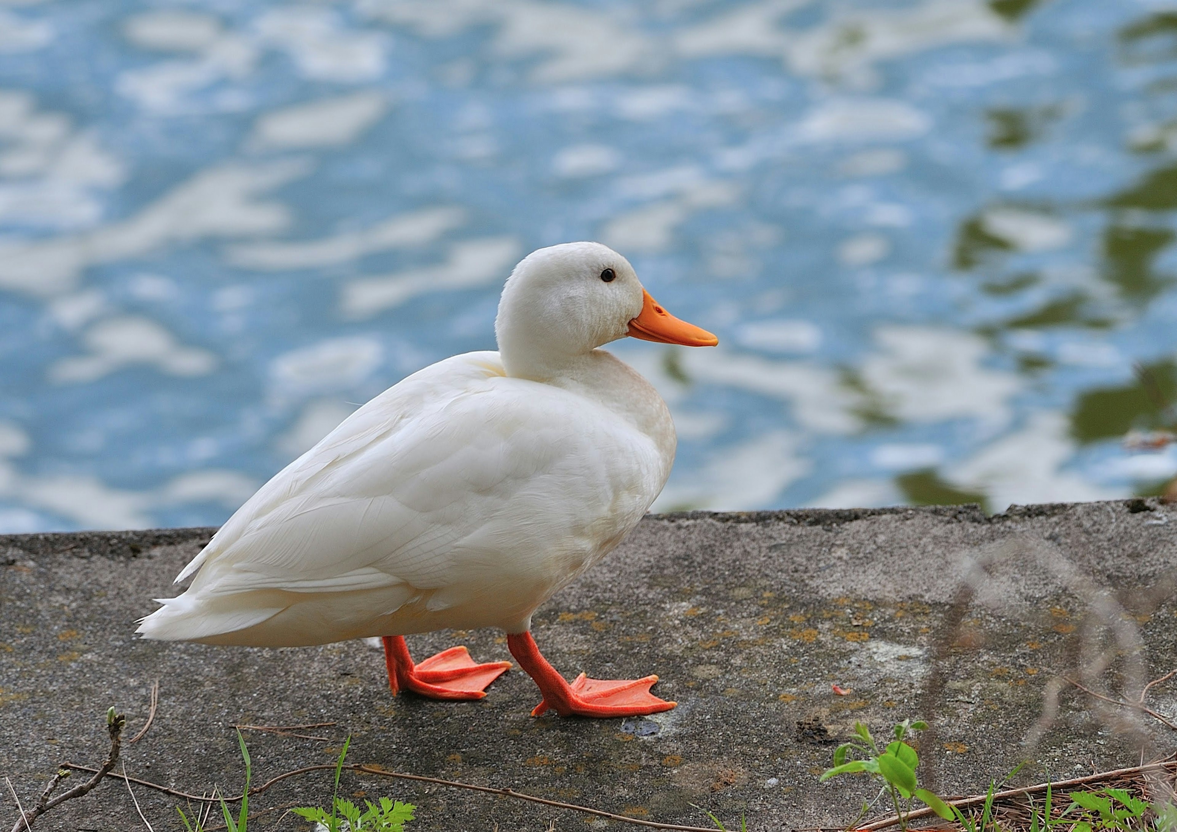 Un pato blanco de pie junto al agua