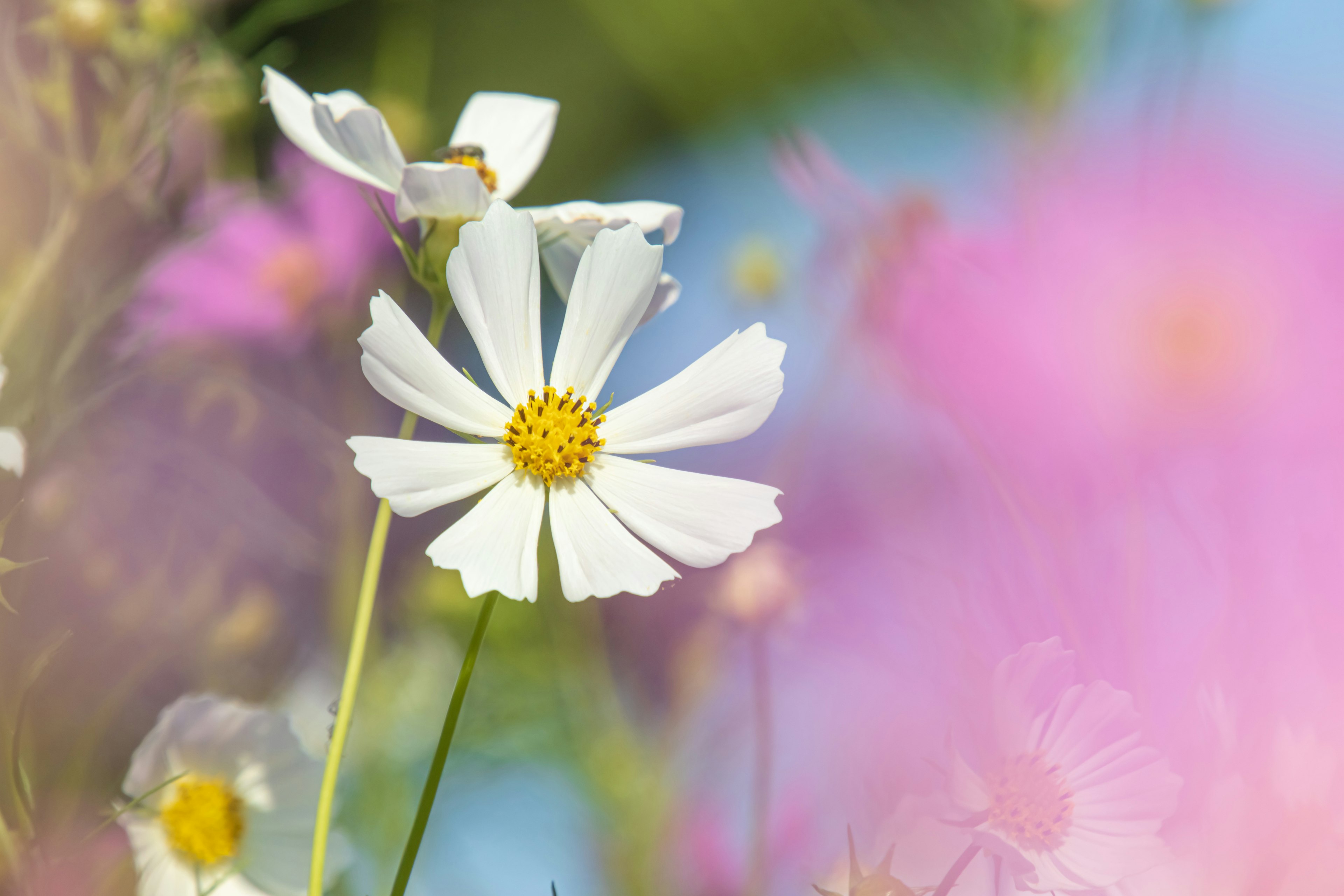 Eine weiße Blume blüht zwischen bunten Blumen in einer schönen Landschaft