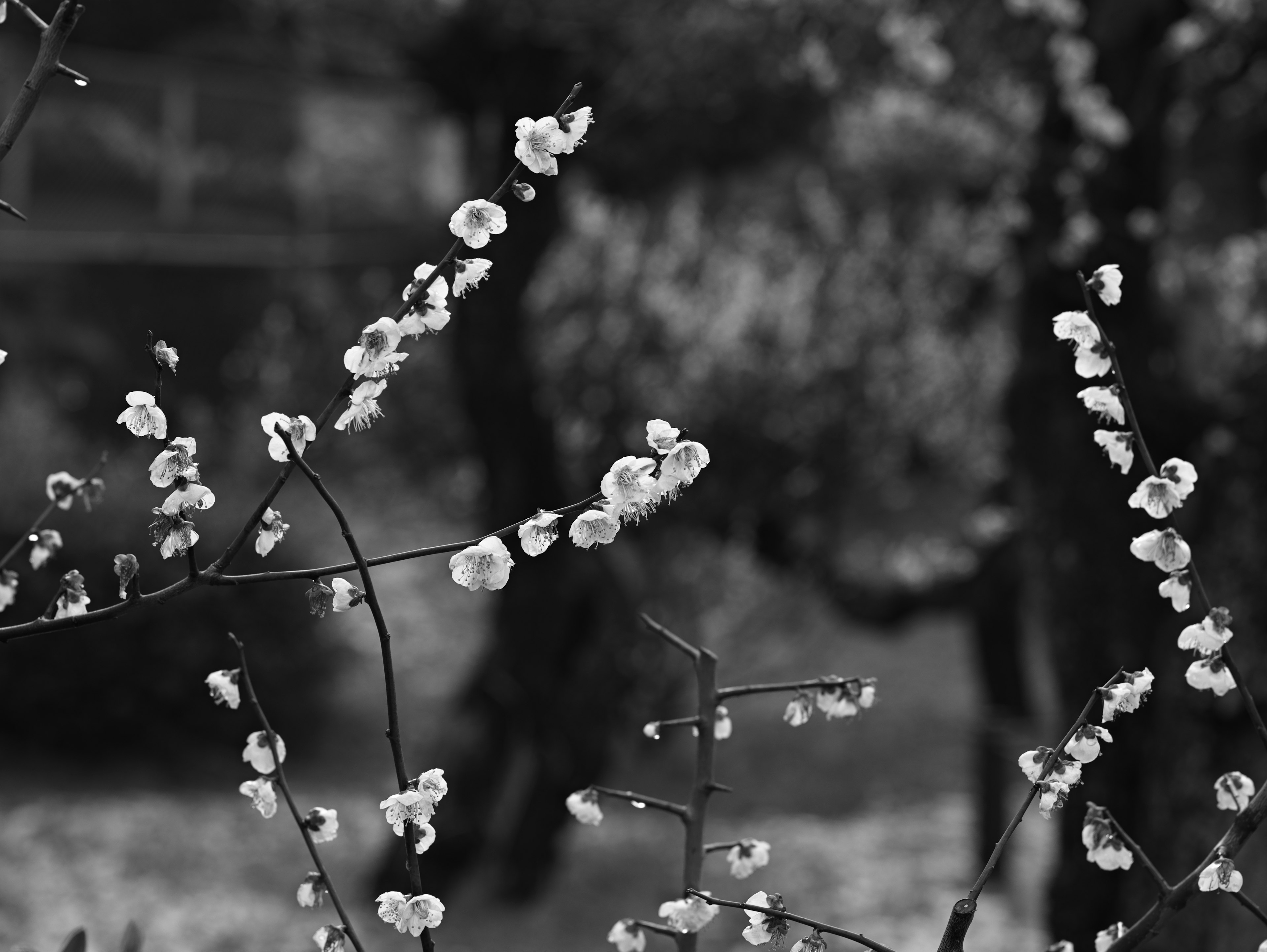 モノクロの背景に咲く白い花の木の枝