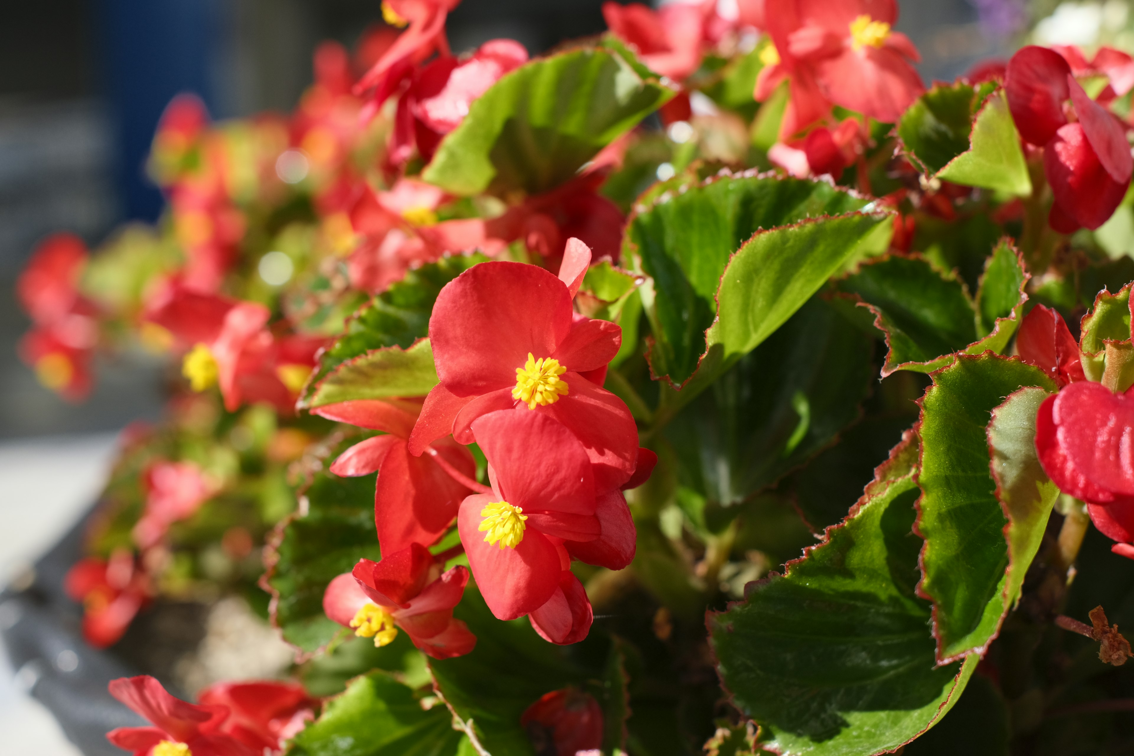 Lebendige rote Begonienblüten blühen mit üppigem grünen Laub