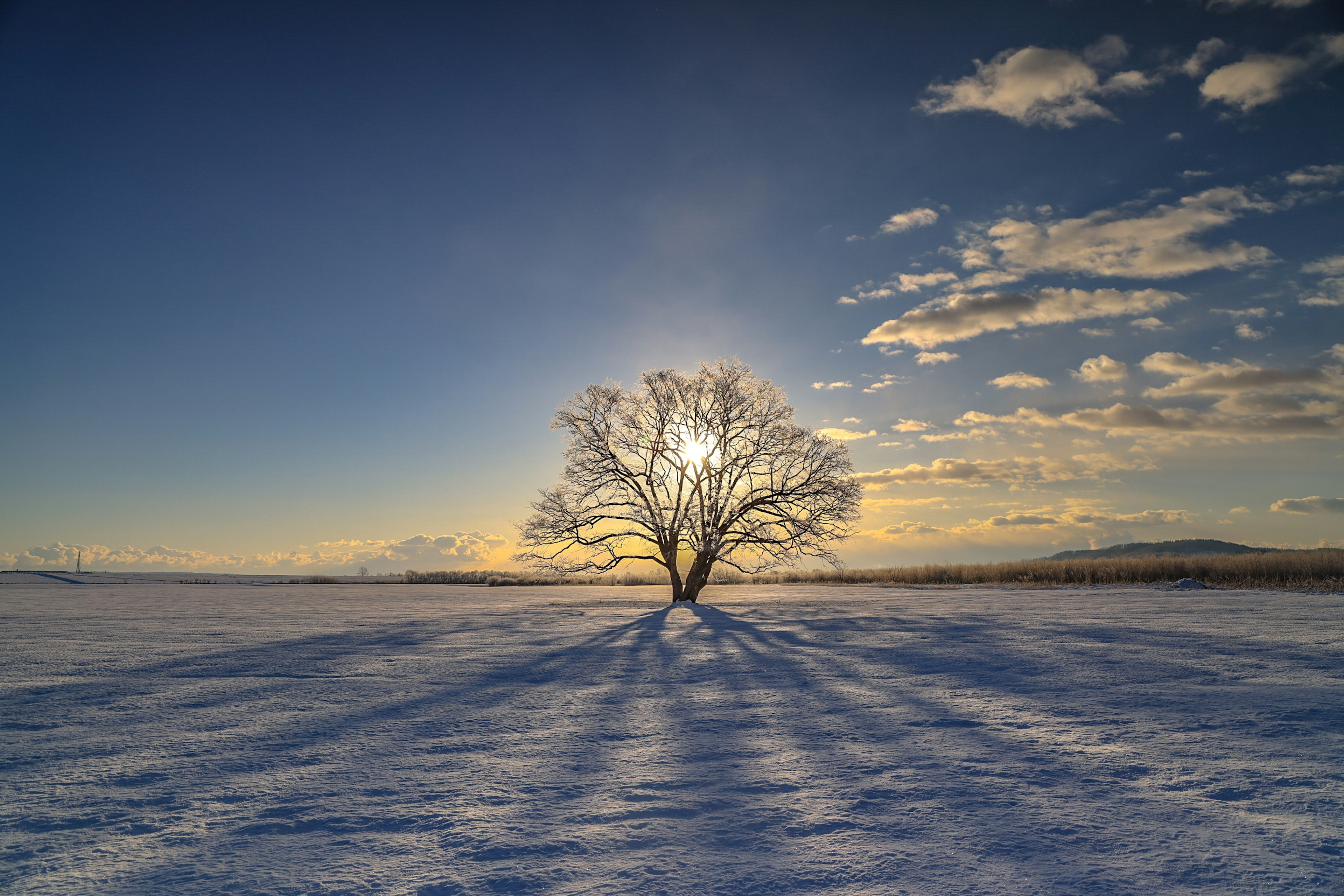 Ein einsamer Baum in einem verschneiten Feld mit langen Schatten