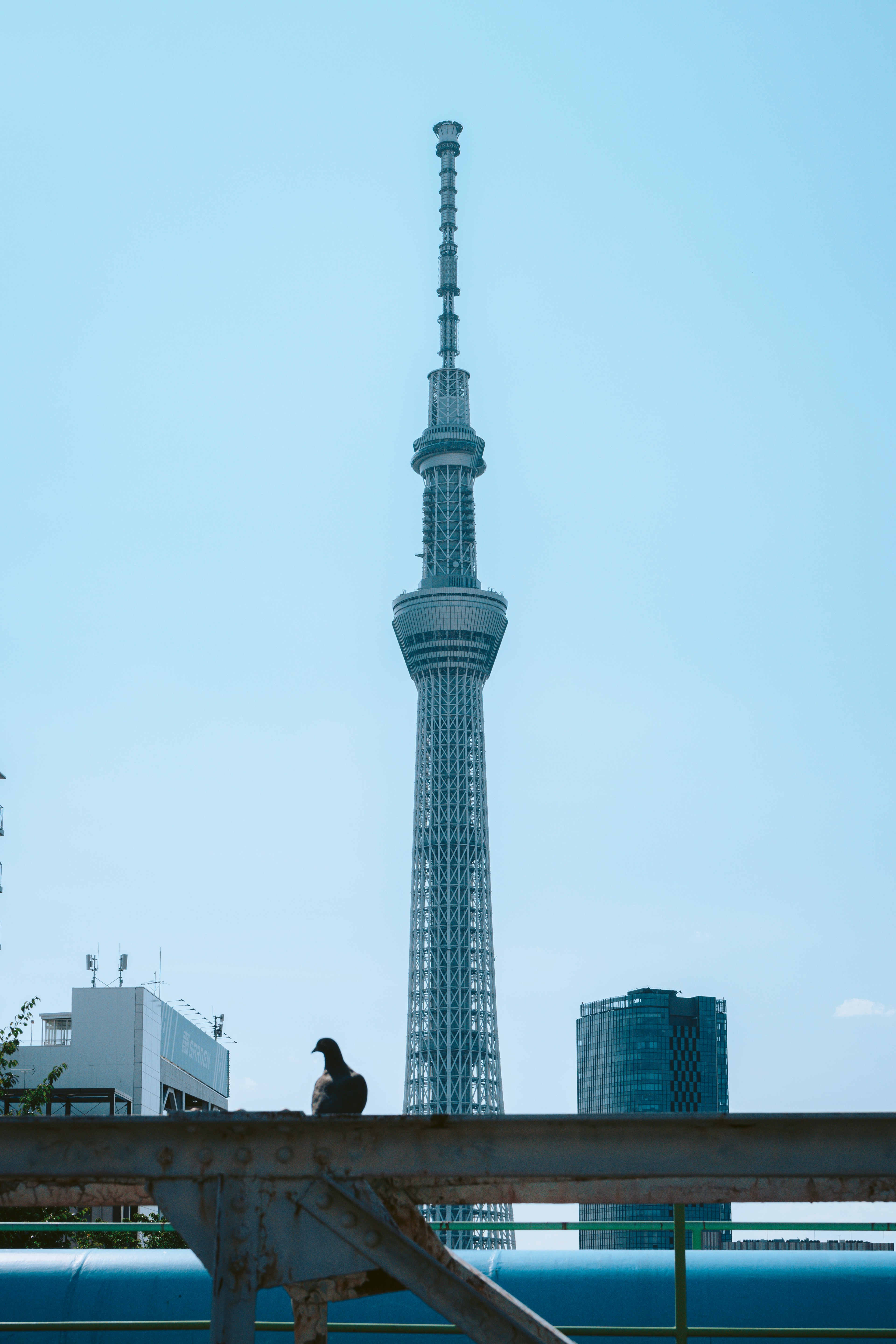 東京スカイツリーとその周辺の都市風景を背景にした人物