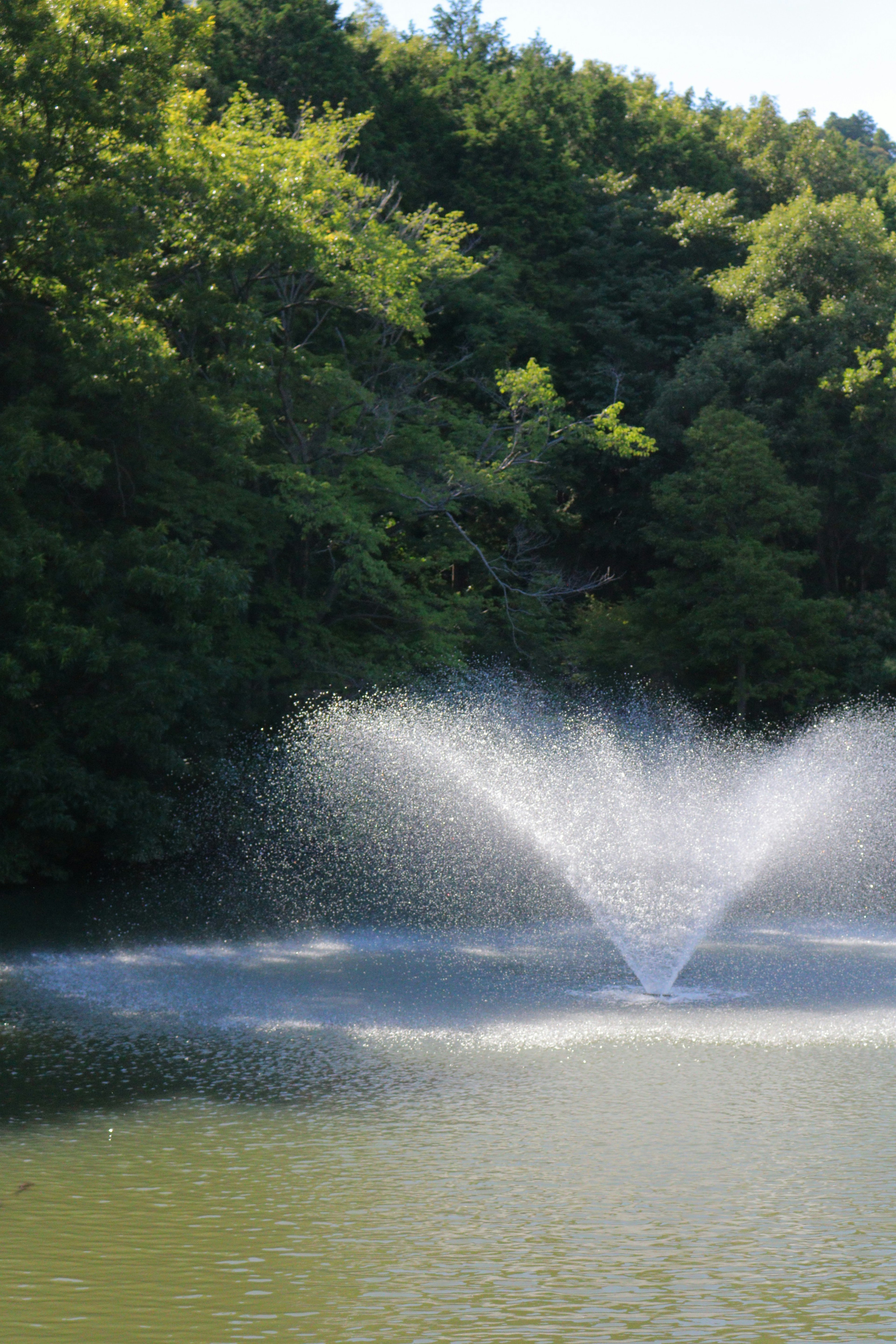 Fontana in uno stagno circondata da vegetazione lussureggiante