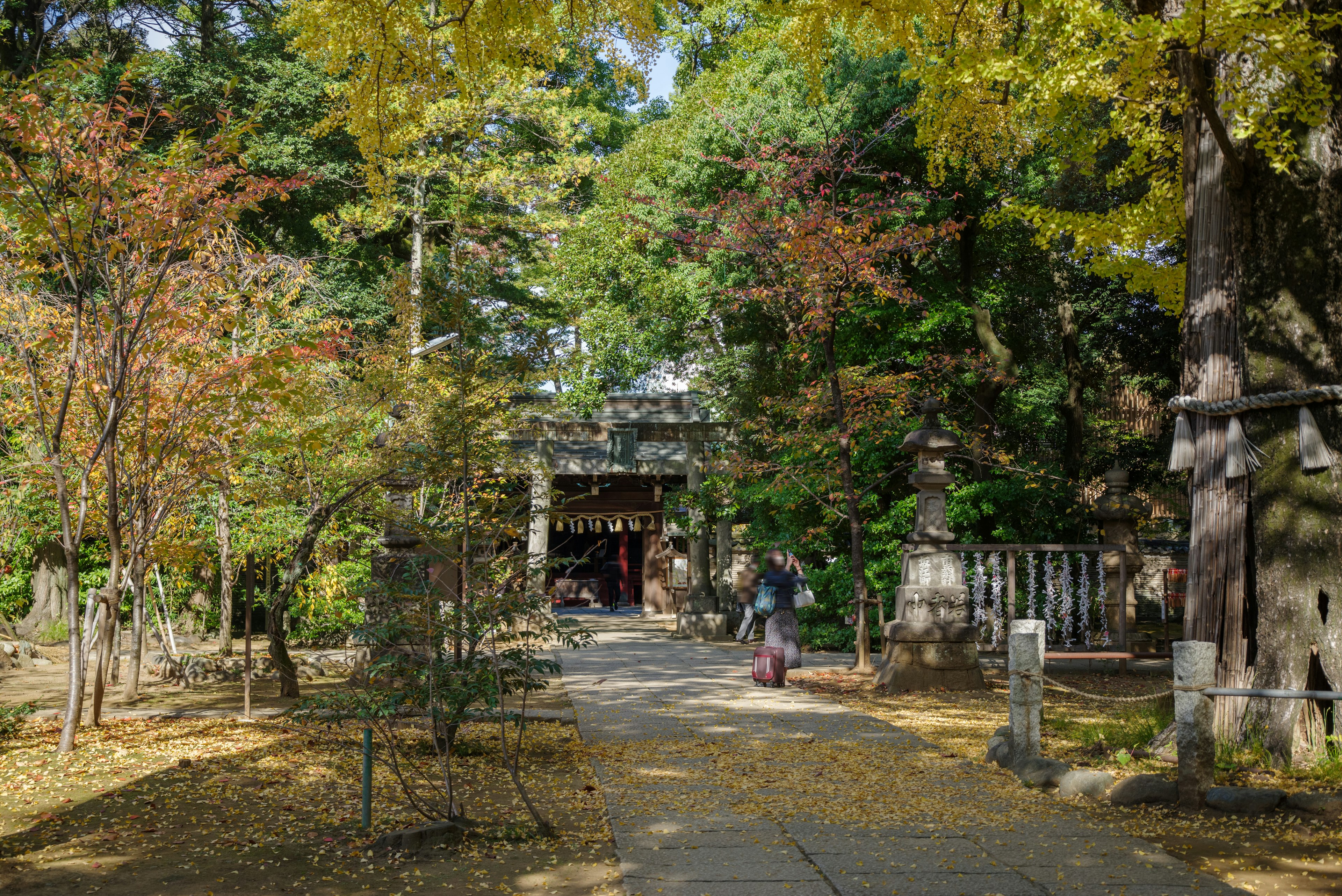 色とりどりの秋の木々に囲まれた神社の入り口の風景