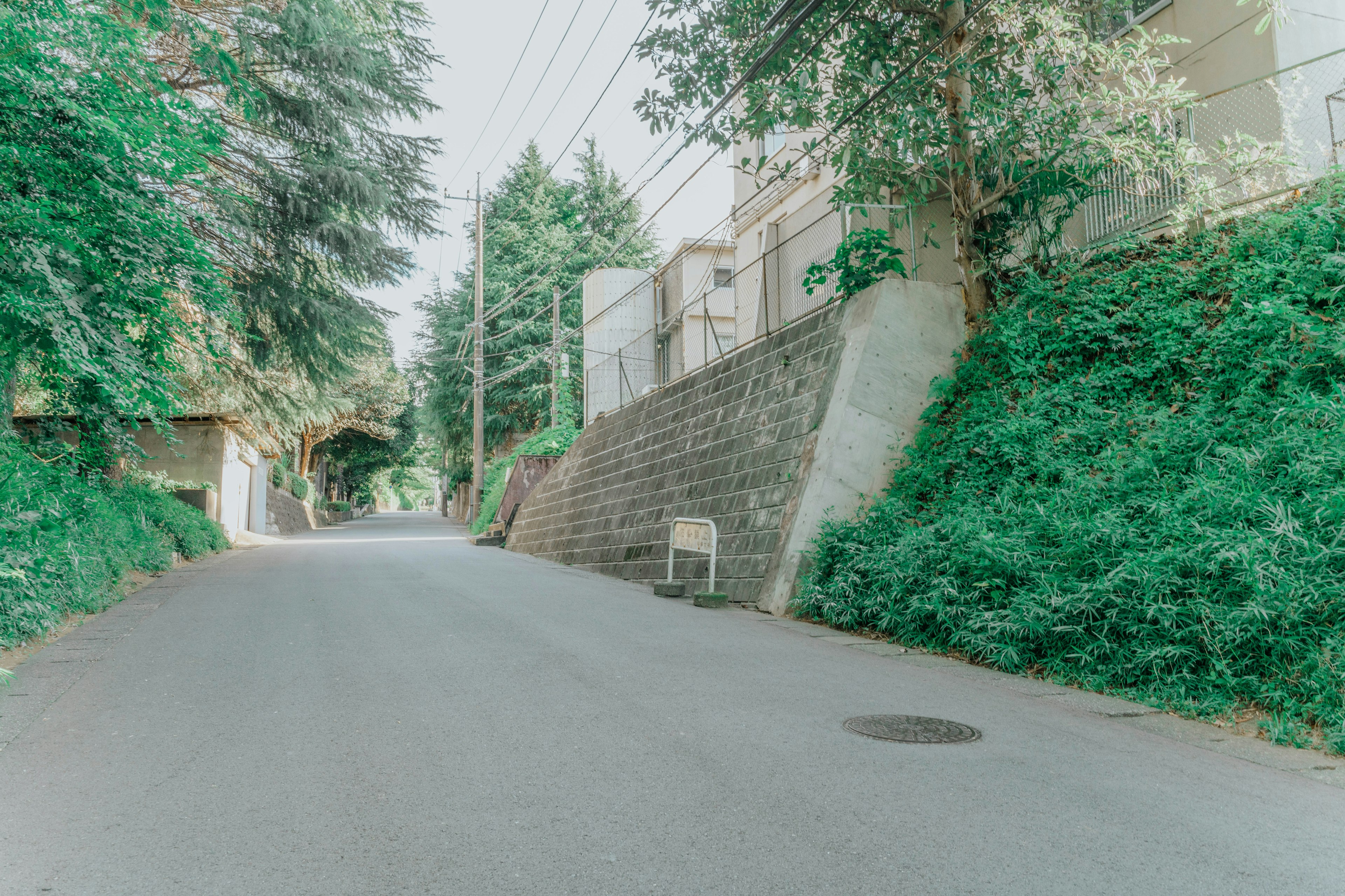 一條寧靜的道路，兩旁是郁郁蔥蔥的綠樹和建築