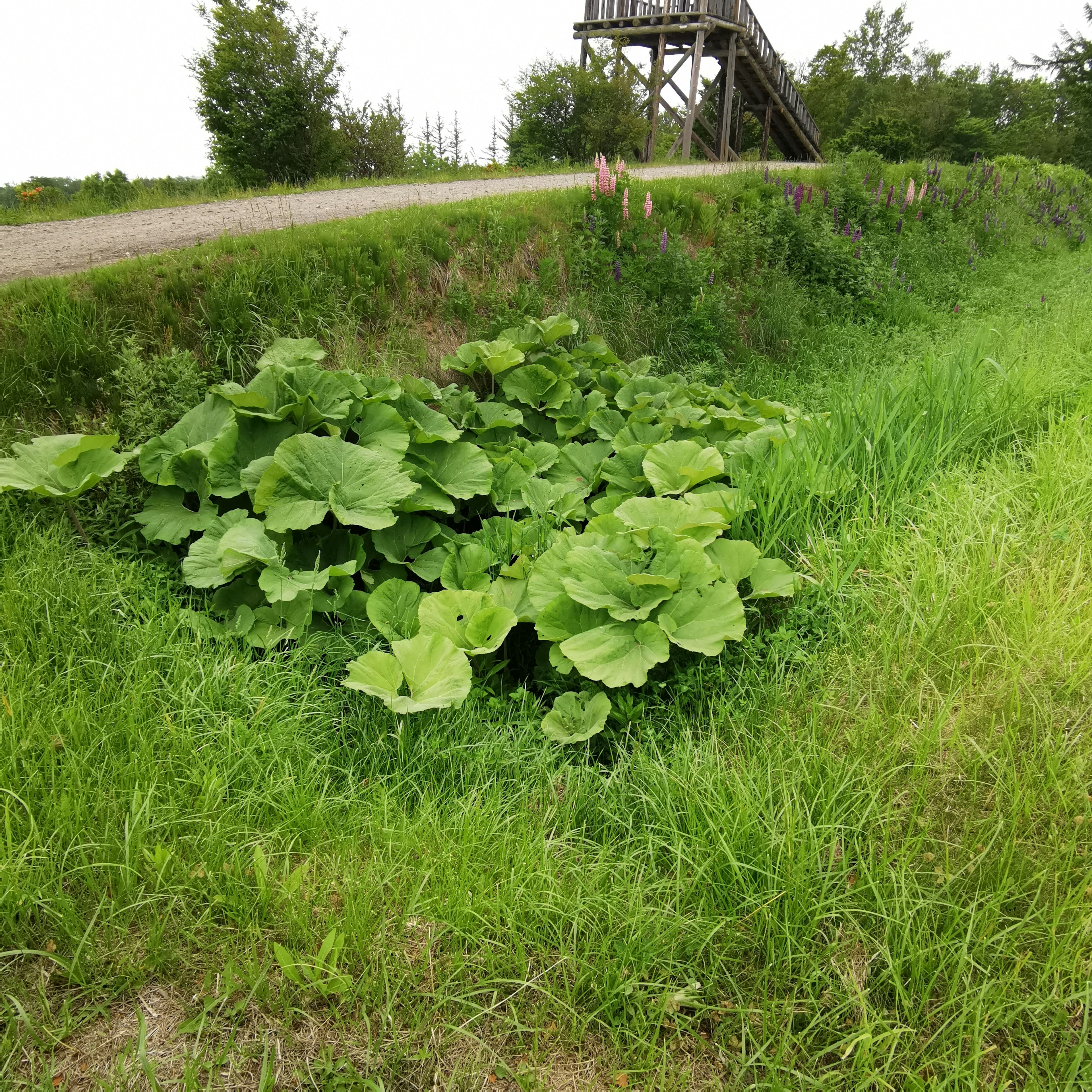 Dense cluster of large green leaves with surrounding grass and a path