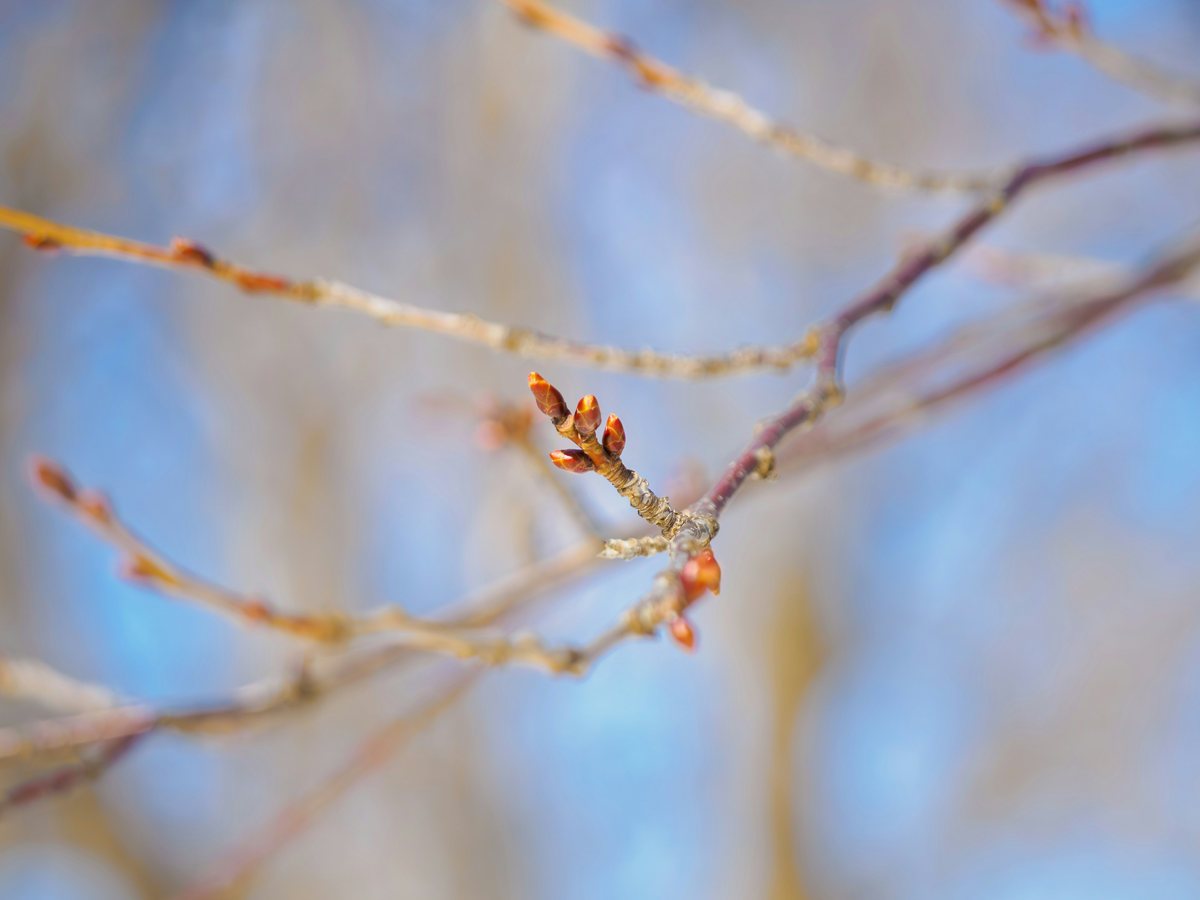 Thin branches with small buds against a blue sky