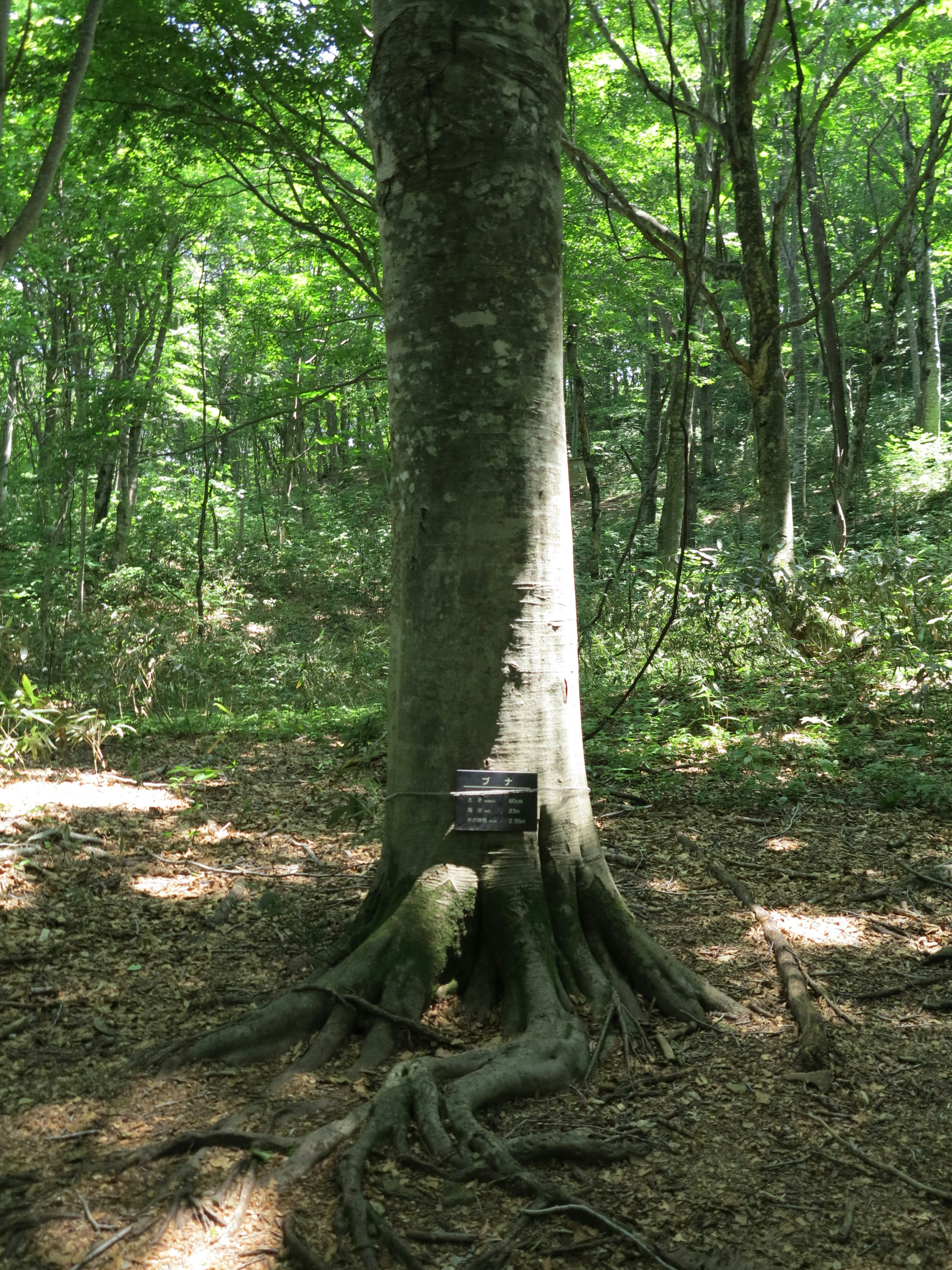 Un grande albero in una foresta con un cartello alla base