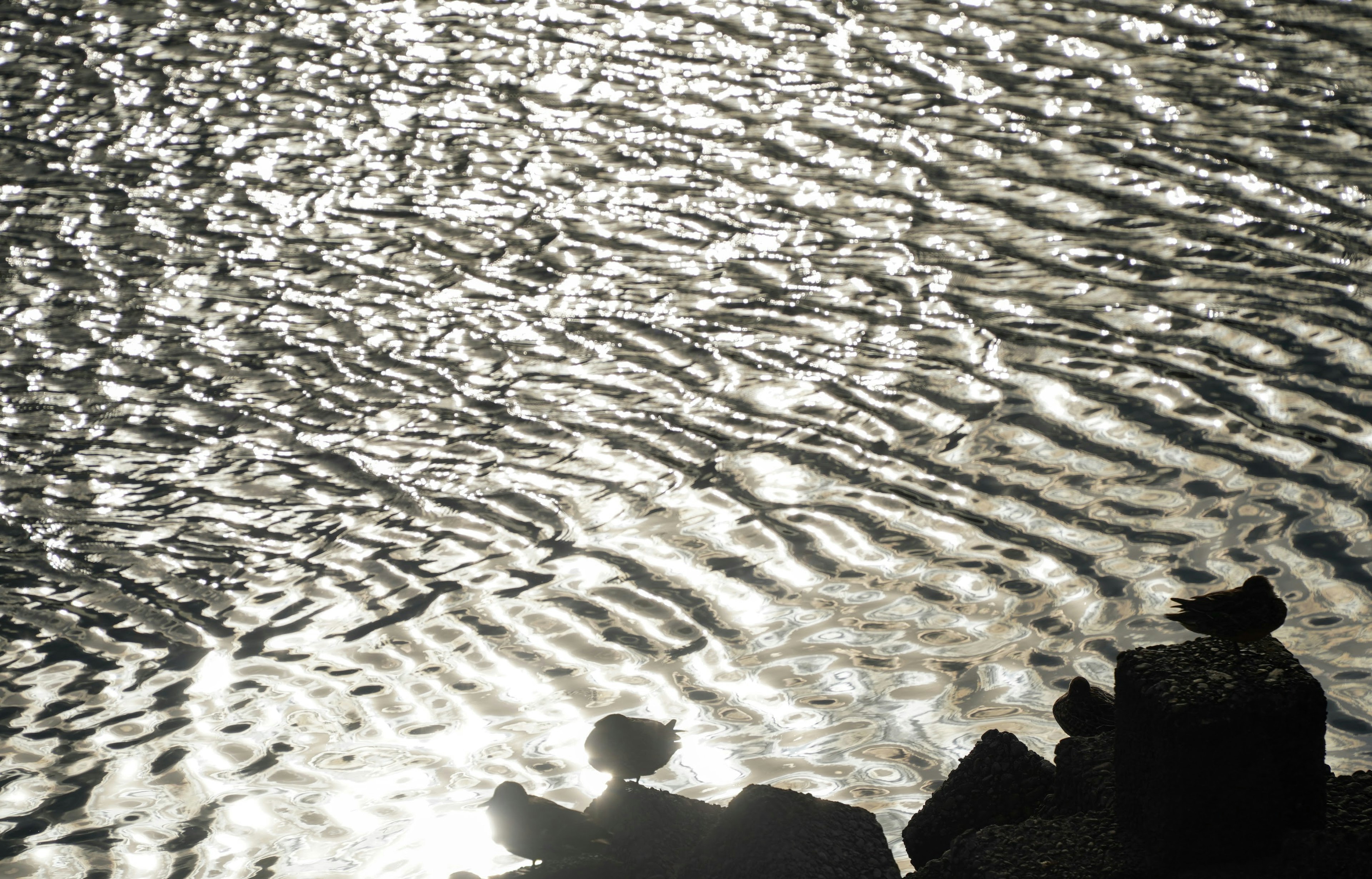 水面の波紋と影のある岩の写真