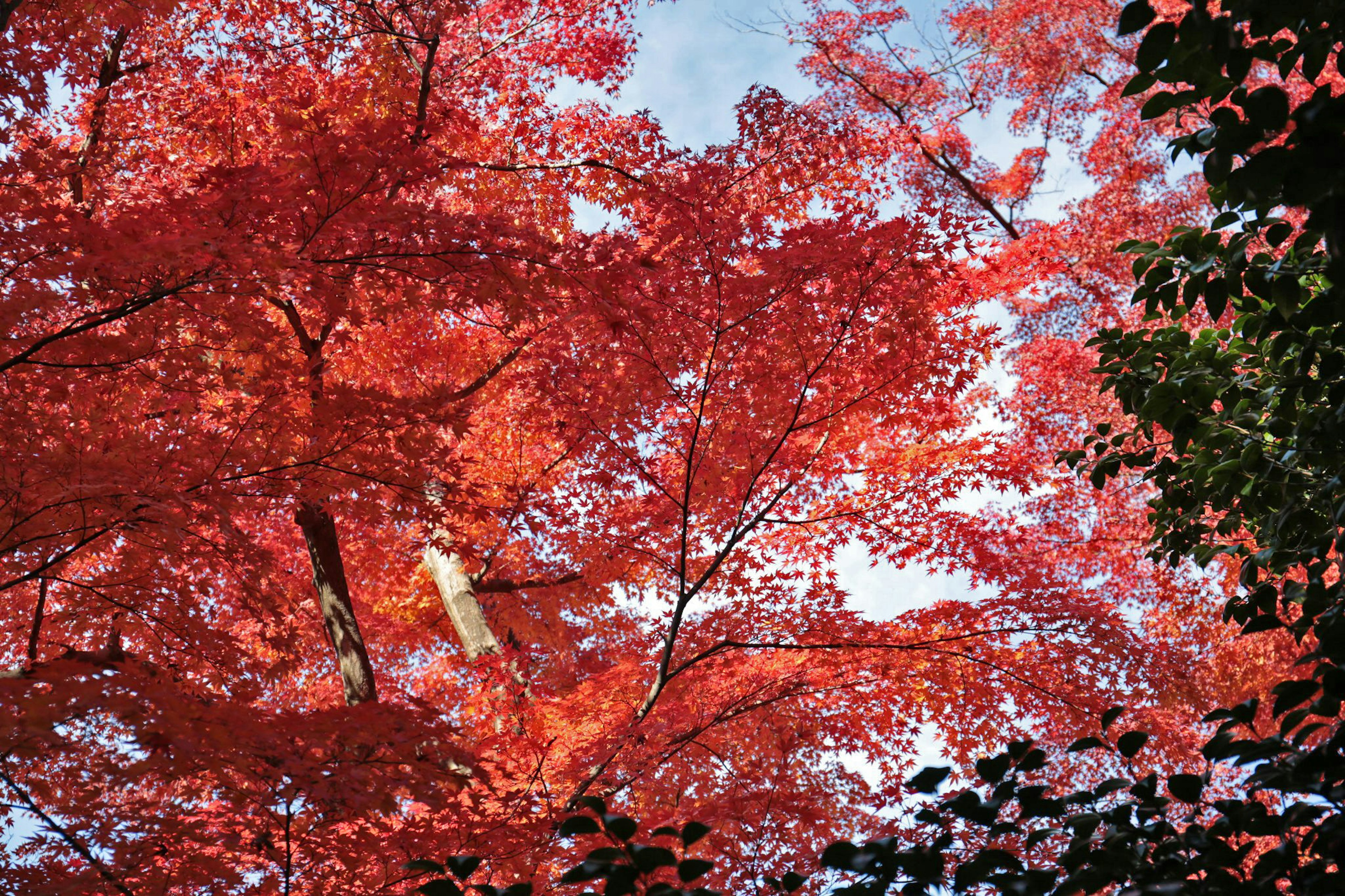 Foglie rosse vivaci degli alberi contro un cielo blu