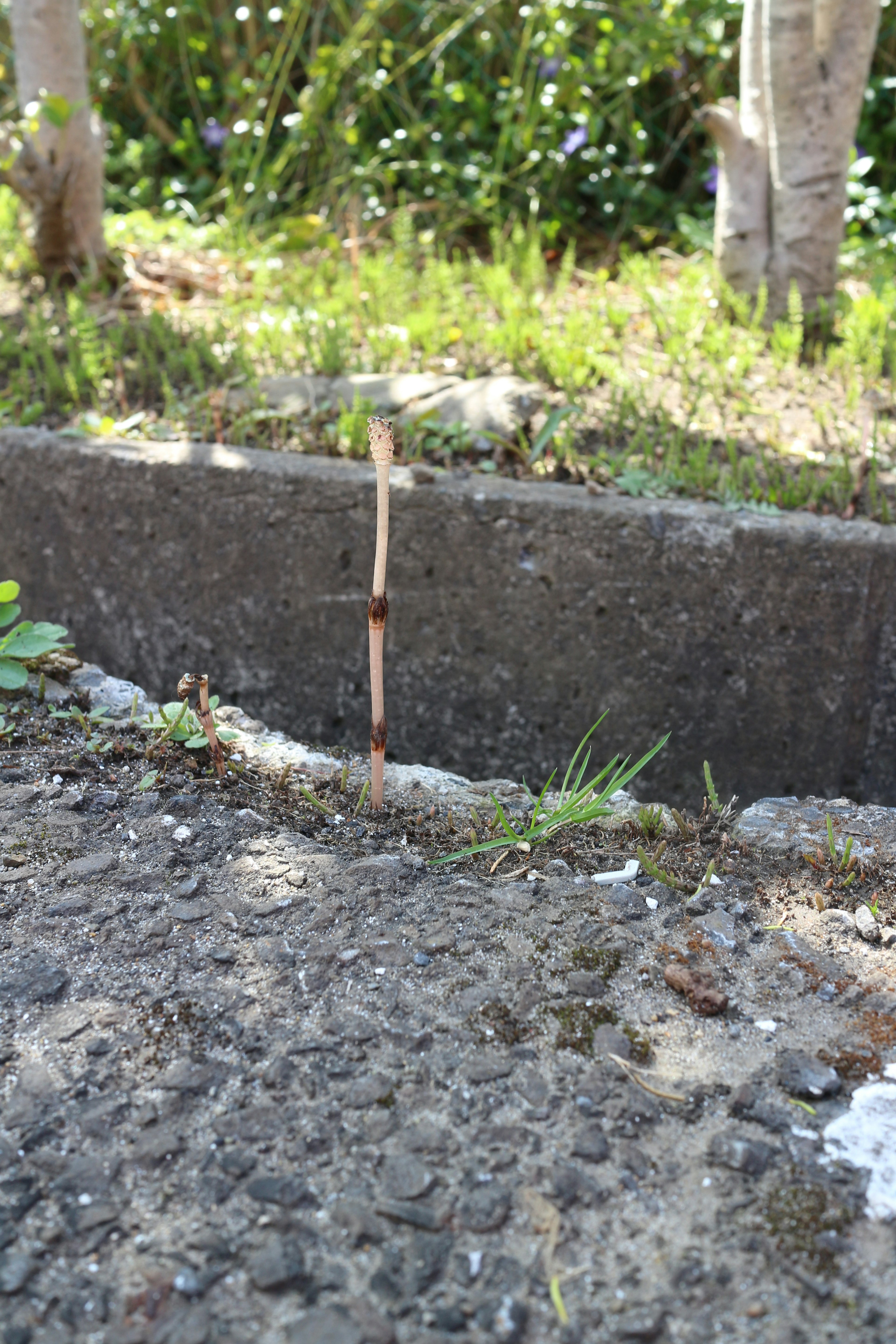 Grünes Gras und ein kleiner Zweig, der aus einem Riss im Beton herausragt