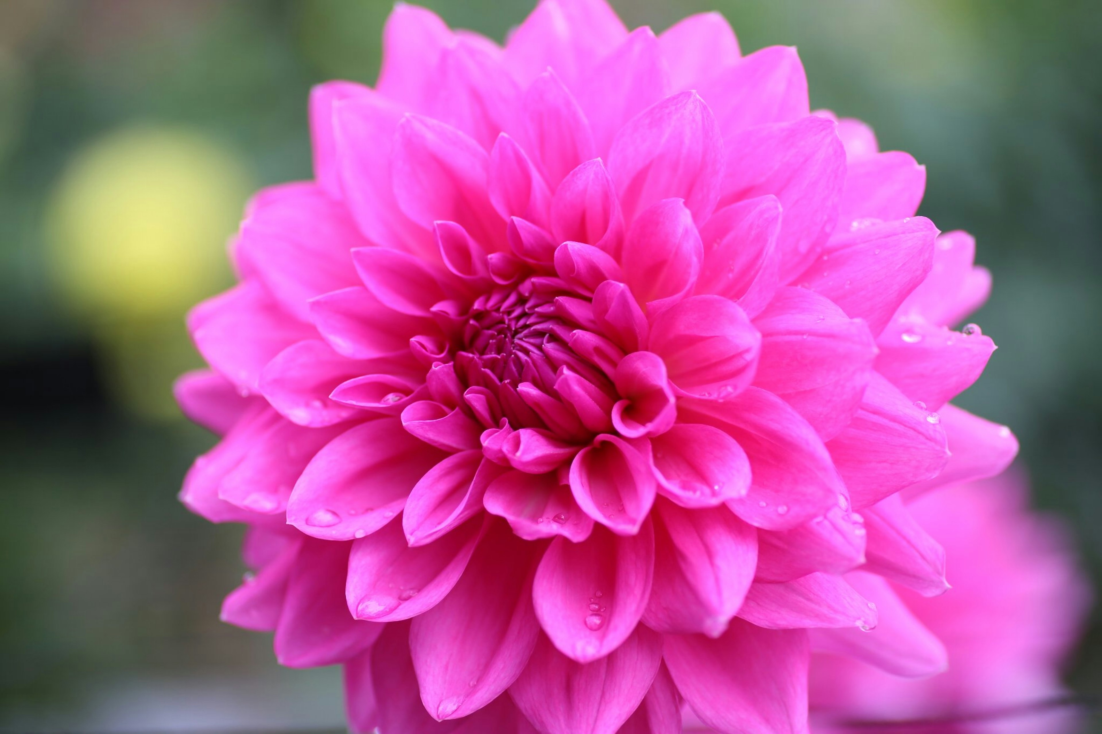 A vibrant pink dahlia flower is shown in close-up