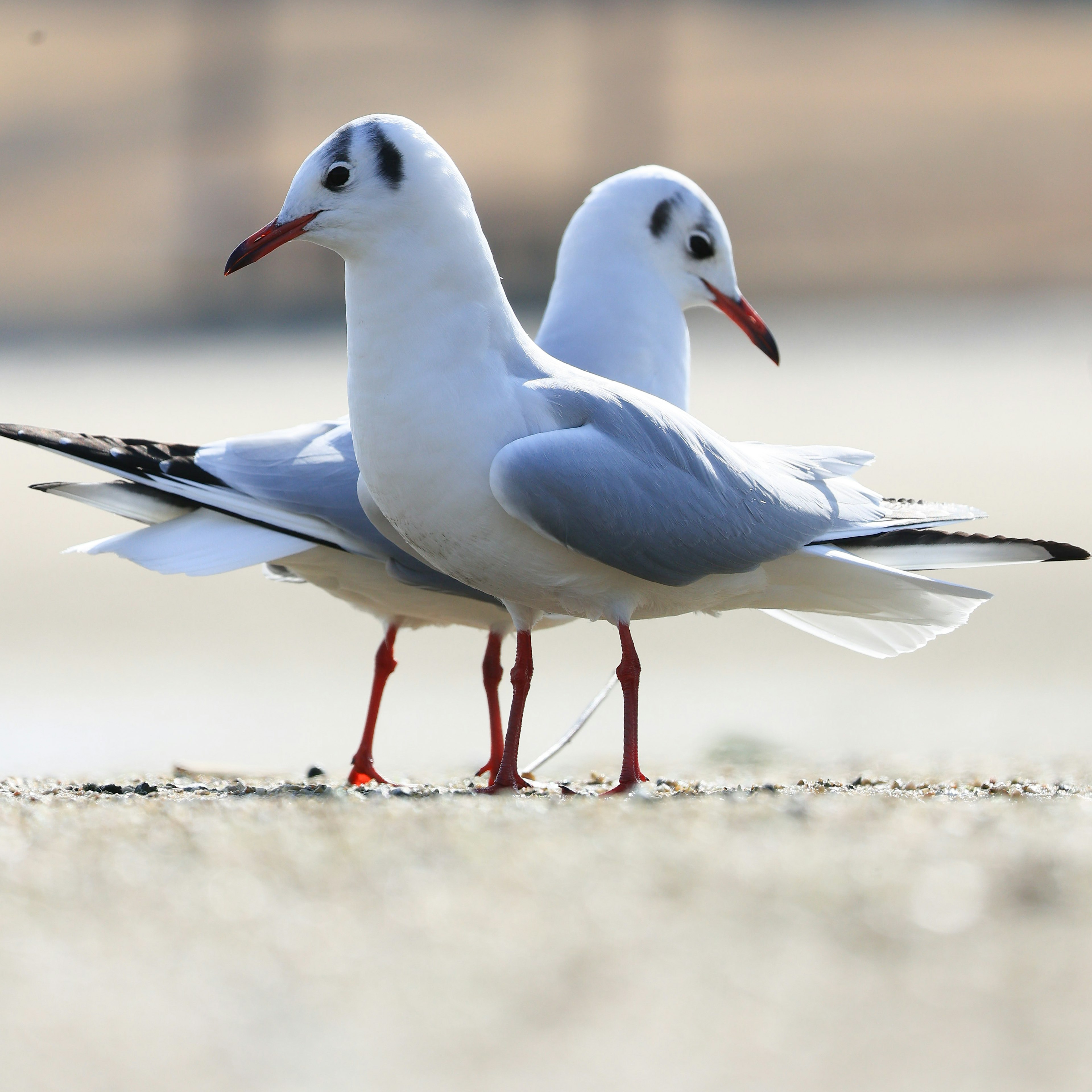 Dos gaviotas de pie una al lado de la otra con plumas blancas y patas rojas