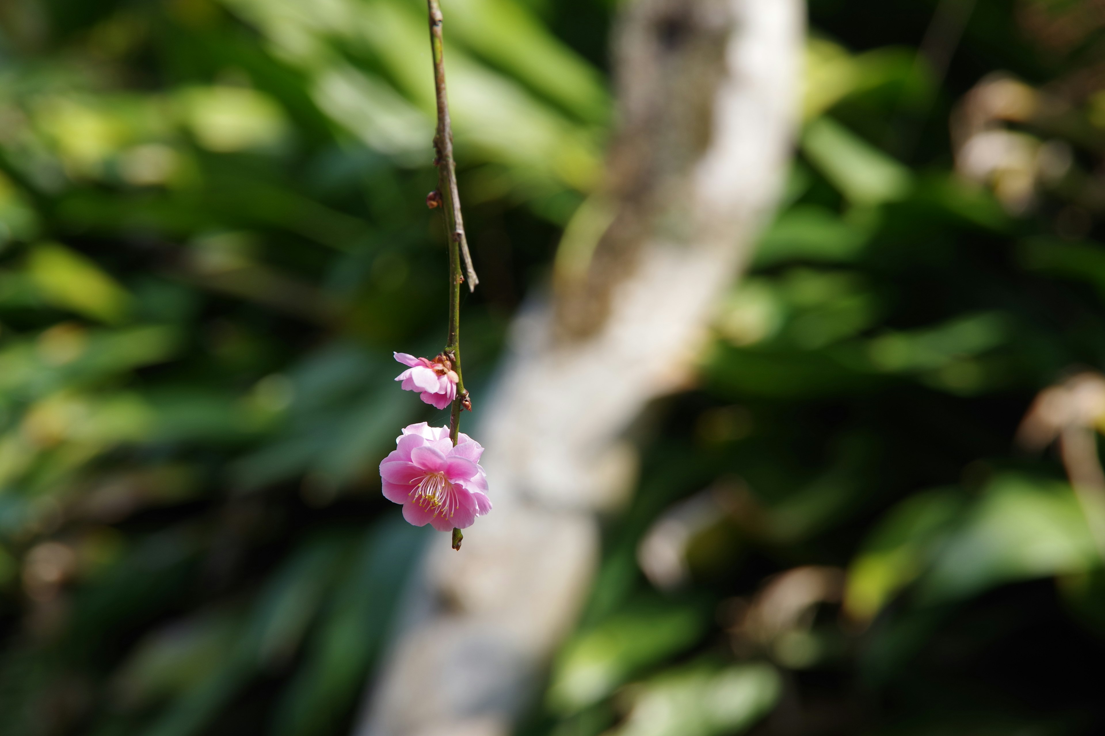 薄いピンクの花が細い枝から垂れ下がっている背景には緑の葉が広がっている