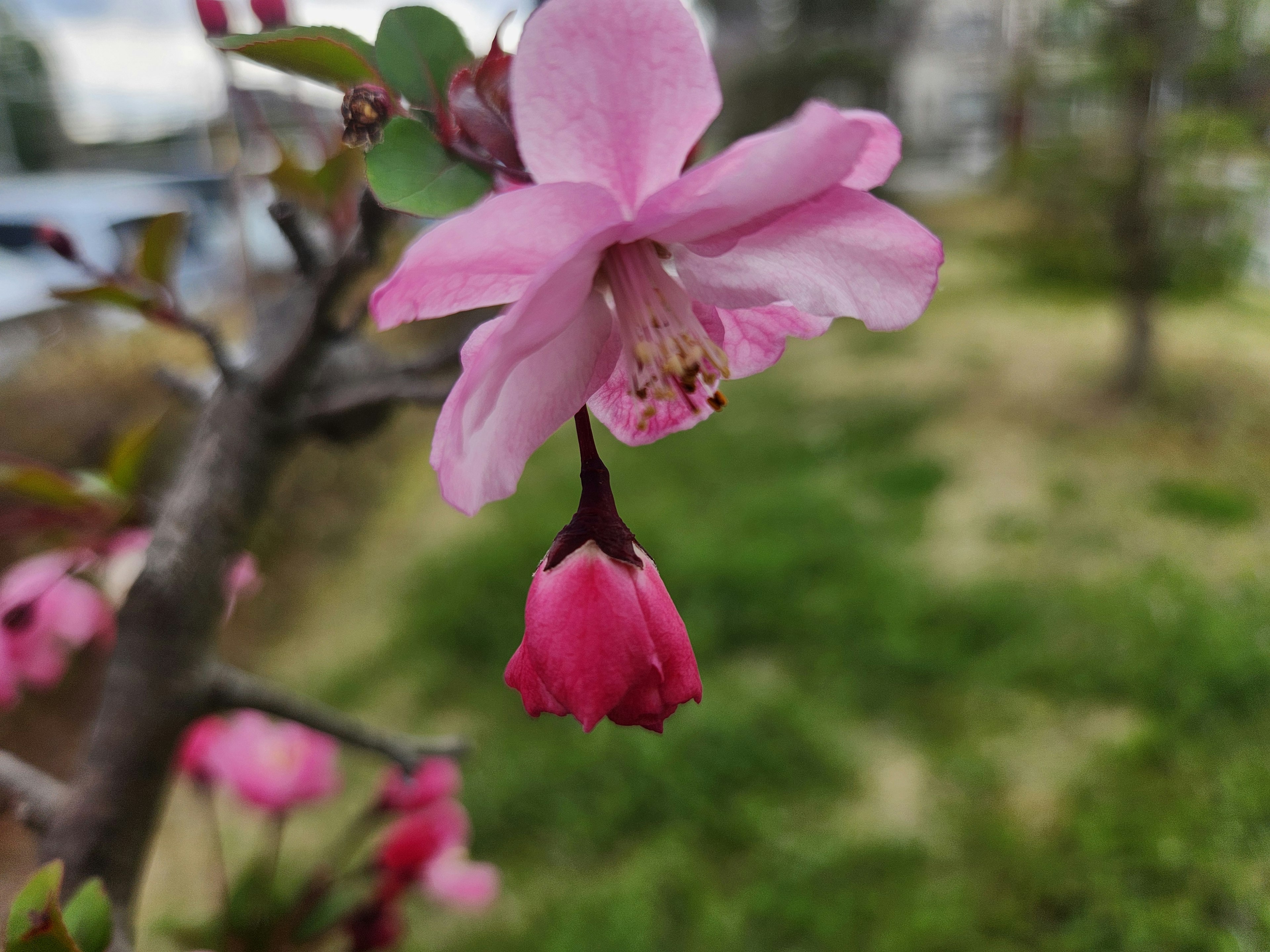 Kedekatan bunga pink yang indah di atas cabang