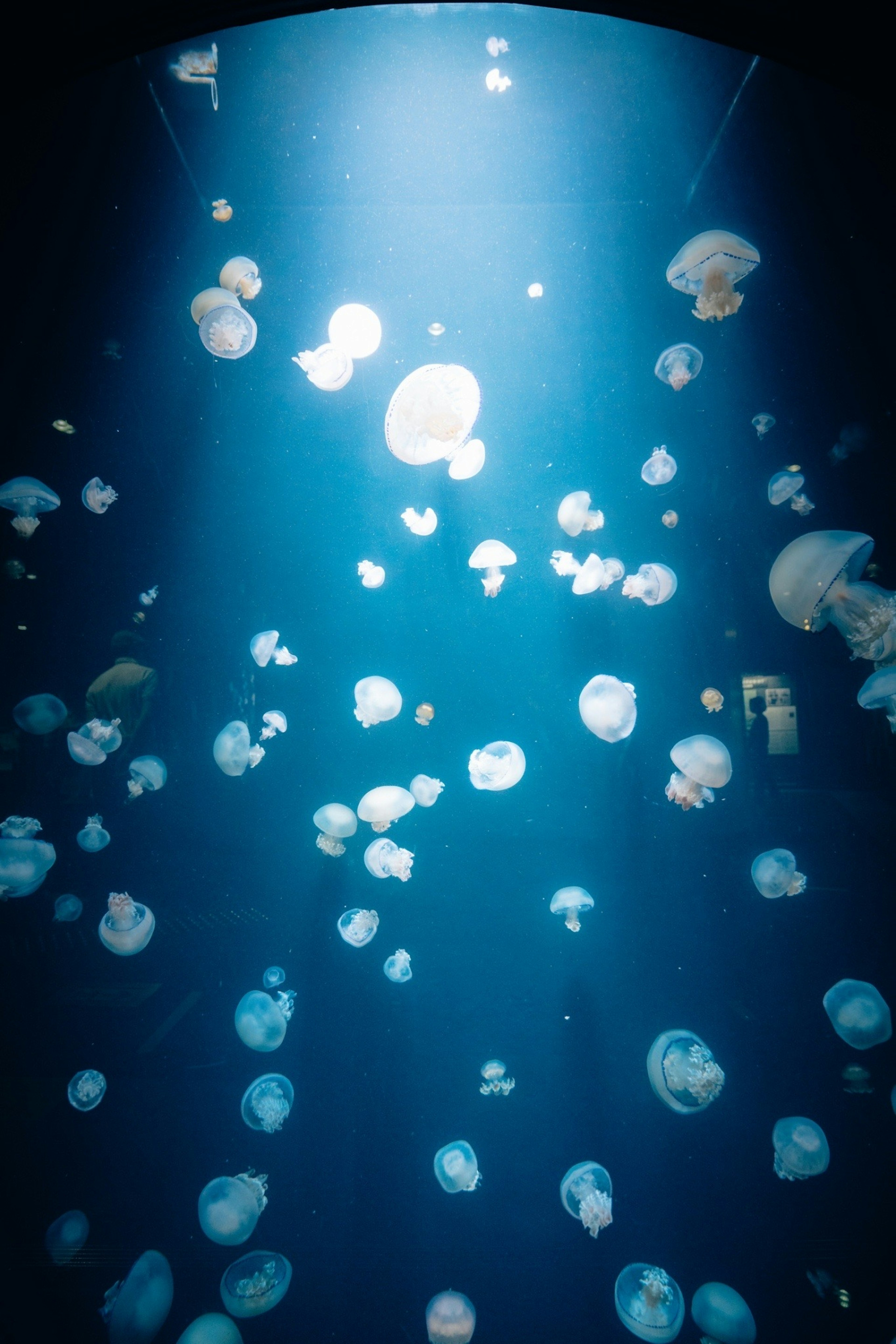 Un gruppo di meduse che fluttuano in acqua blu con raggi di luce