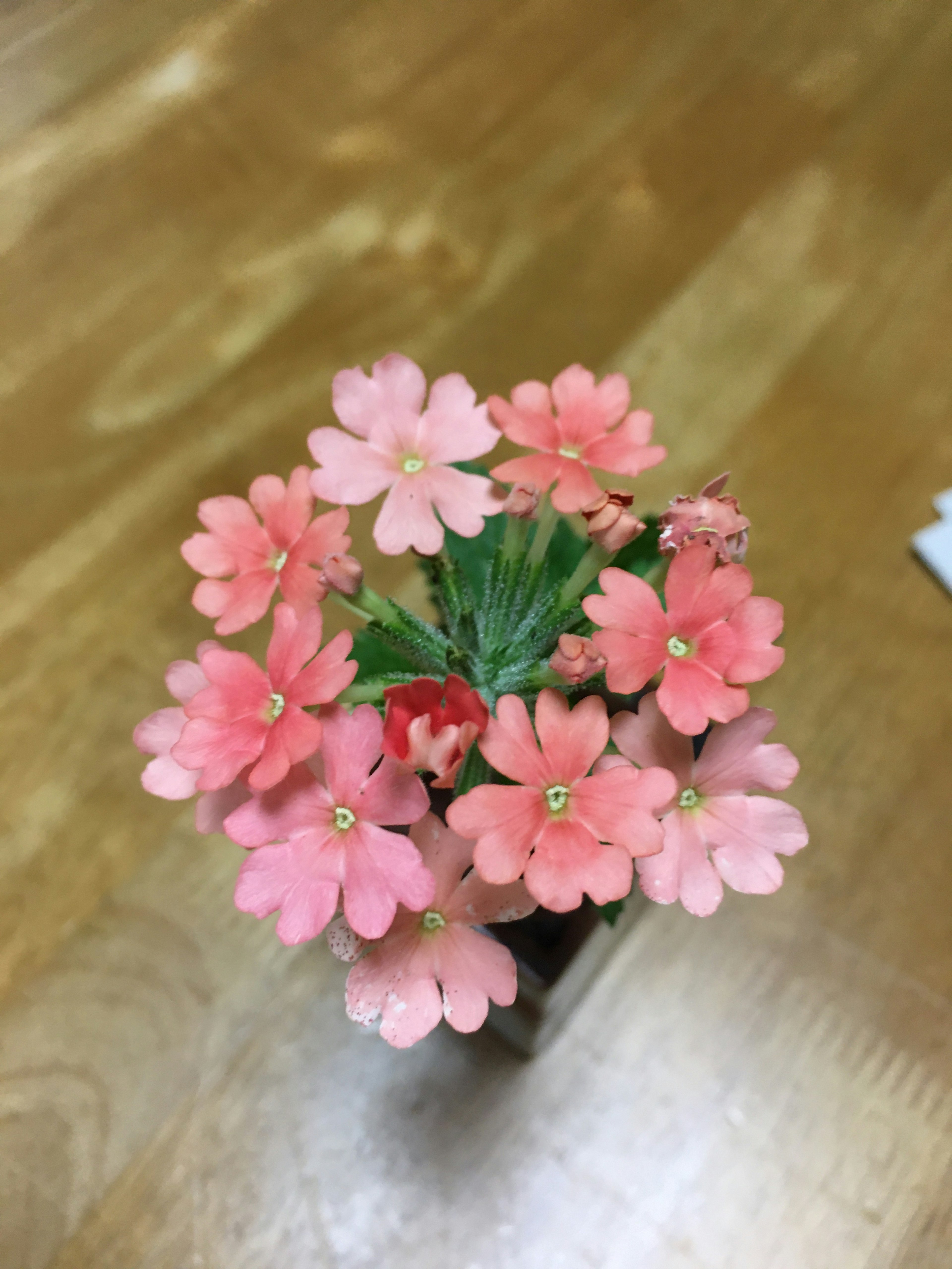 Una pequeña planta con flores rosas en una maceta