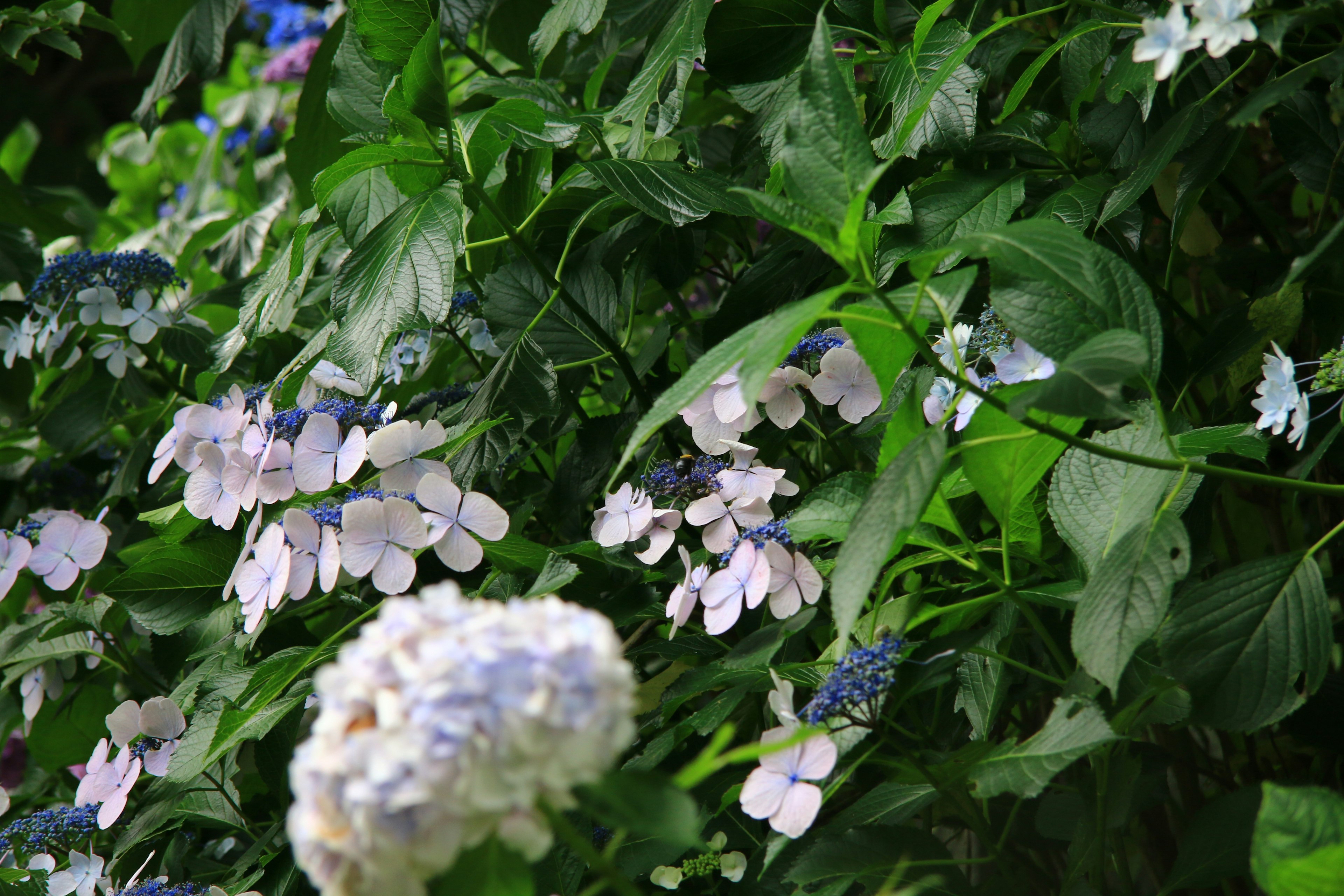 Primer plano de hermosas plantas con flores azules y hojas verdes